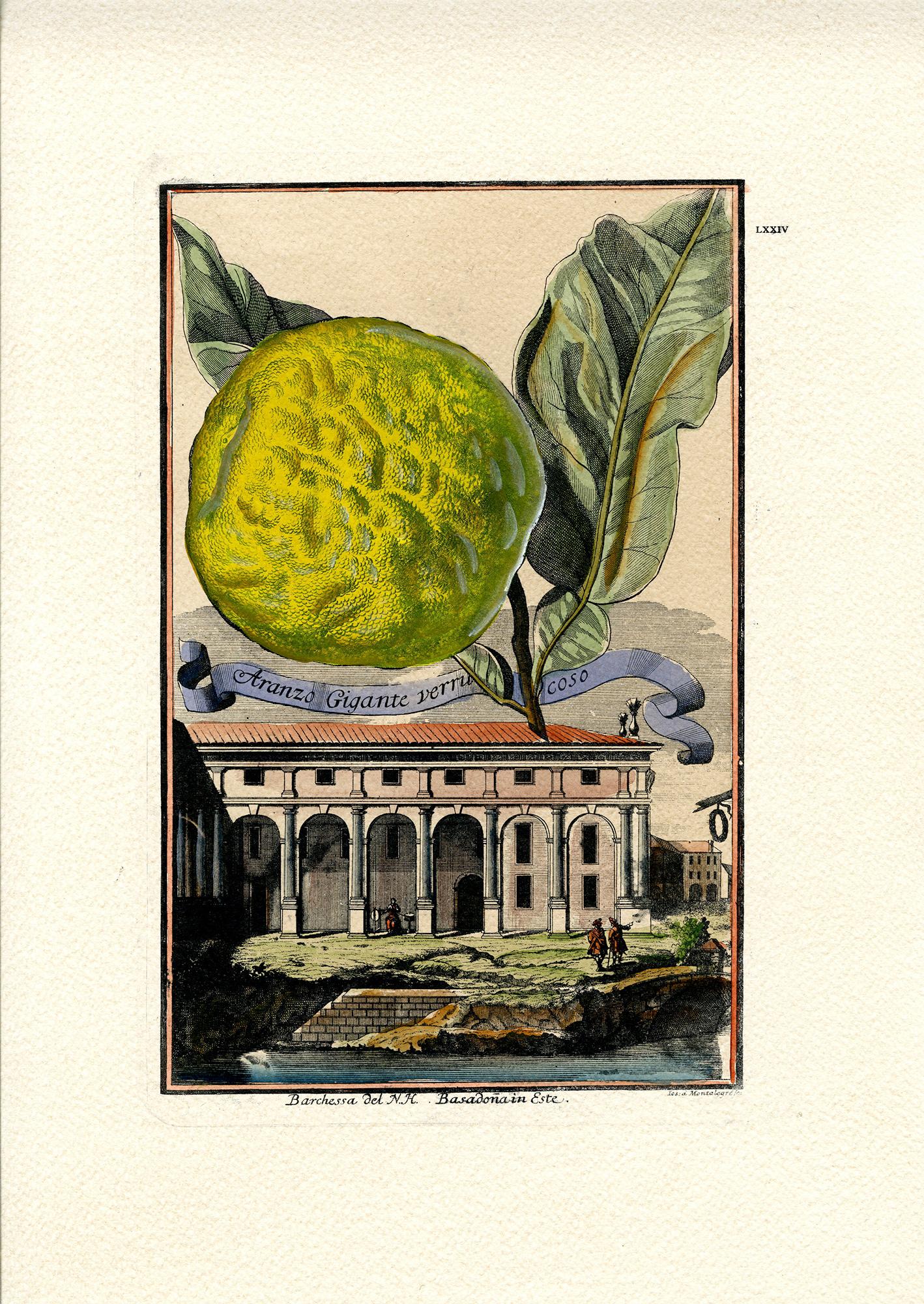 Aranzo Gigante Verrucoso & Limon di Fior Doppio, 4 stampe - Figurative Print Beige di Joseph de Montalegre