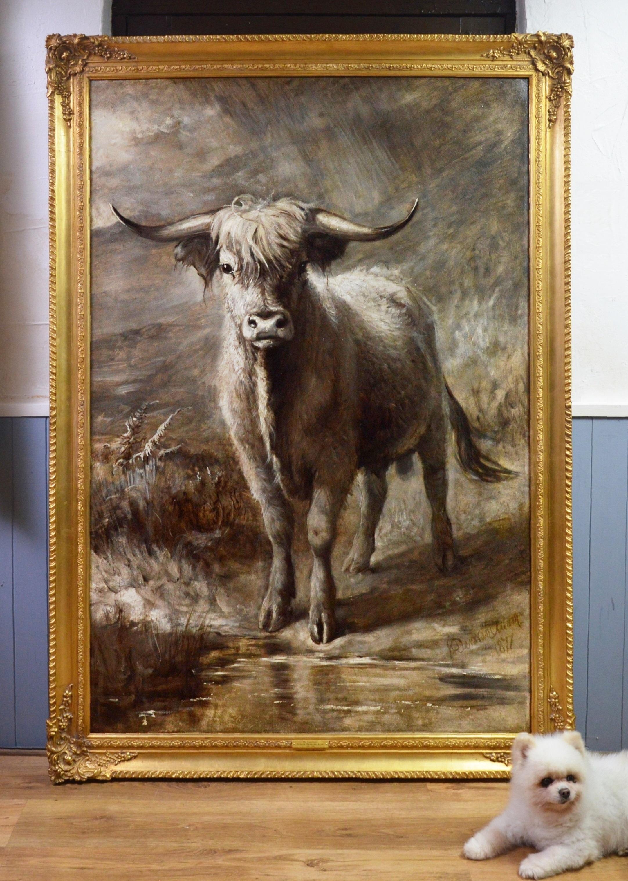 joseph white cow bull