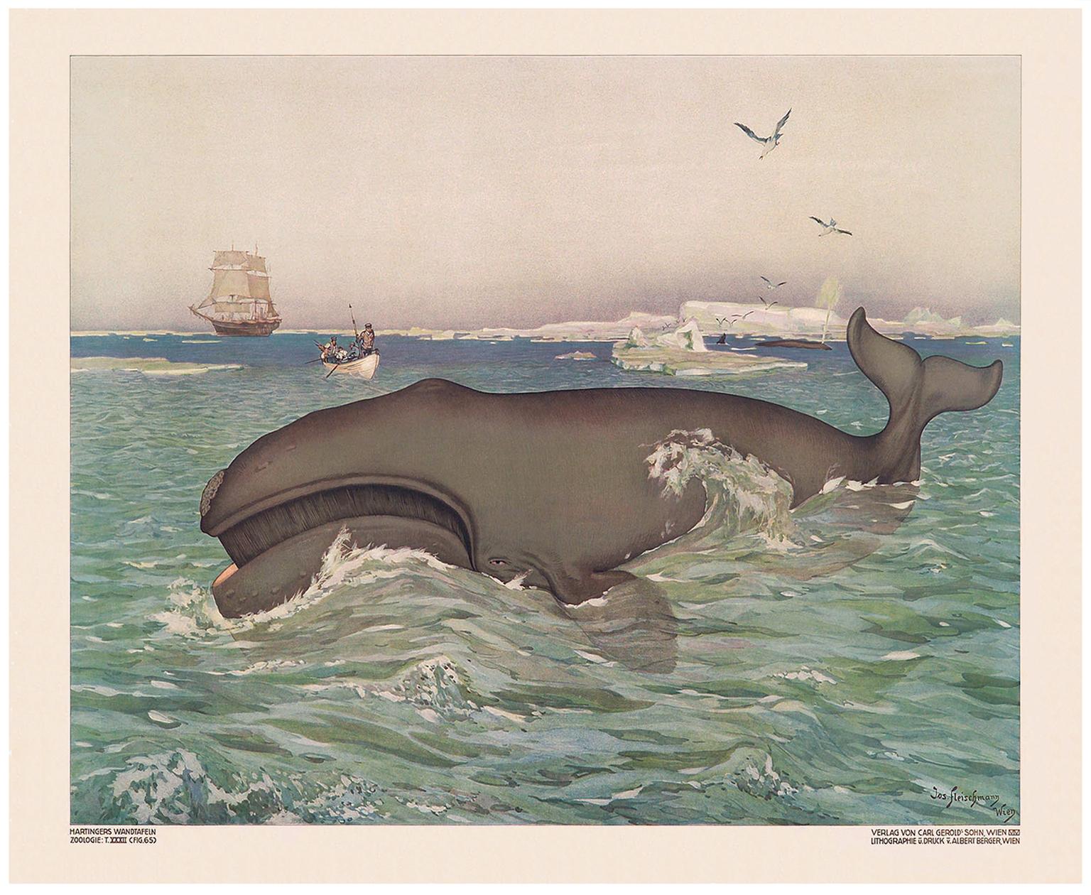 Chasse à la baleine - 1900 Monumental Zoology Vintage Lithograph - Print de Joseph Fleischmann