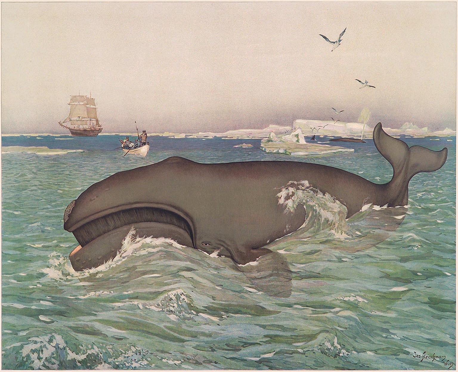 Joseph Fleischmann Animal Print - Whaling – 1900 Monumental Zoology Vintage Lithograph