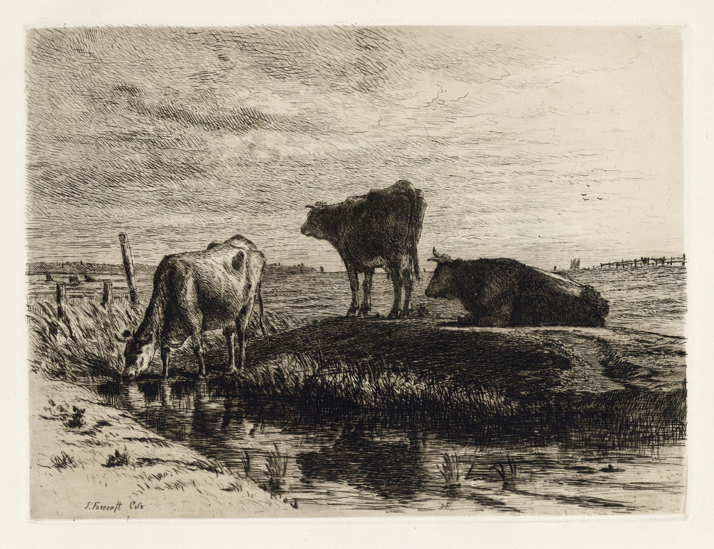 Joseph Foxcroft Cole Portrait Print - "The Three Cows" original etching