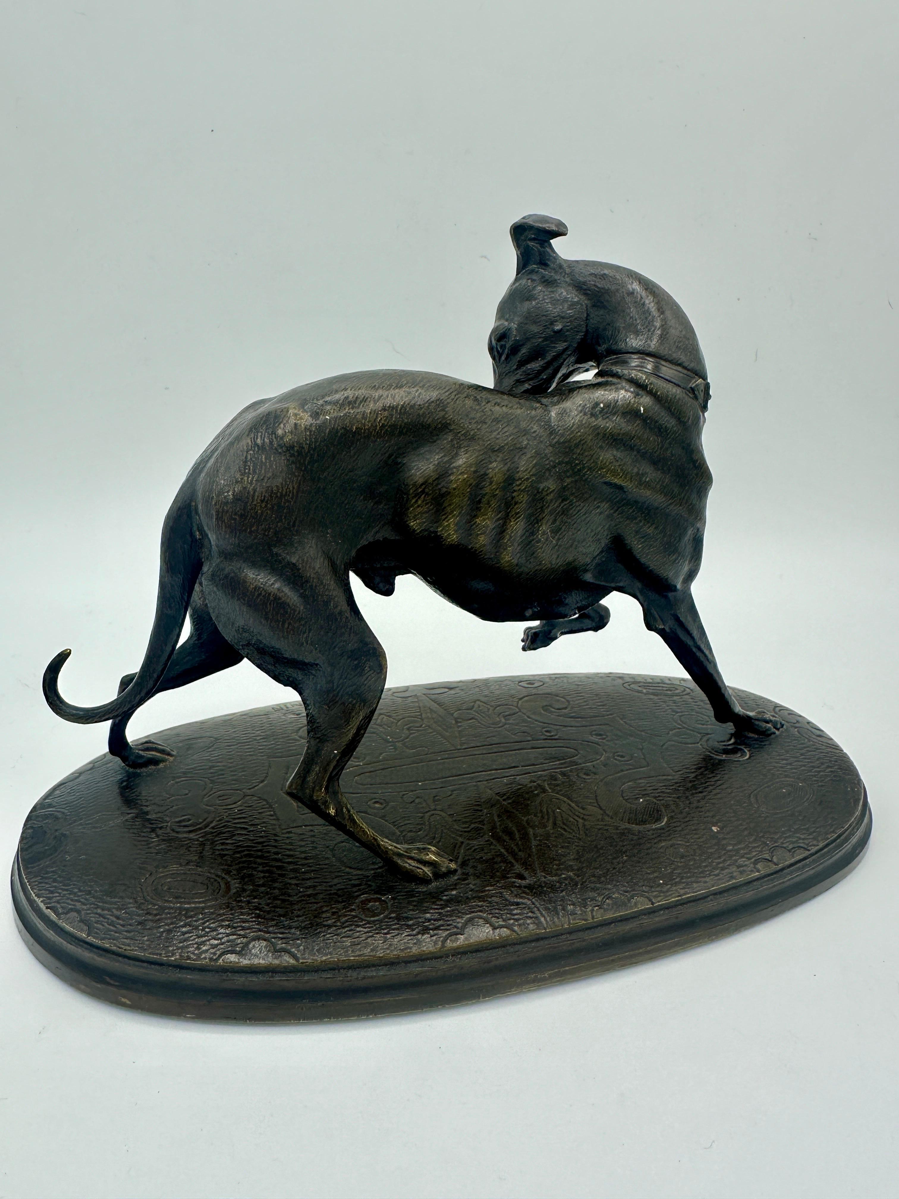 A late 19th century bronze figure of a greyhound, his front leg raised and head turned backwards as he grooms his coat. A finely detailed figure with a dark brown patina, mounted on a base incised with a decorative design of swirling lines and the