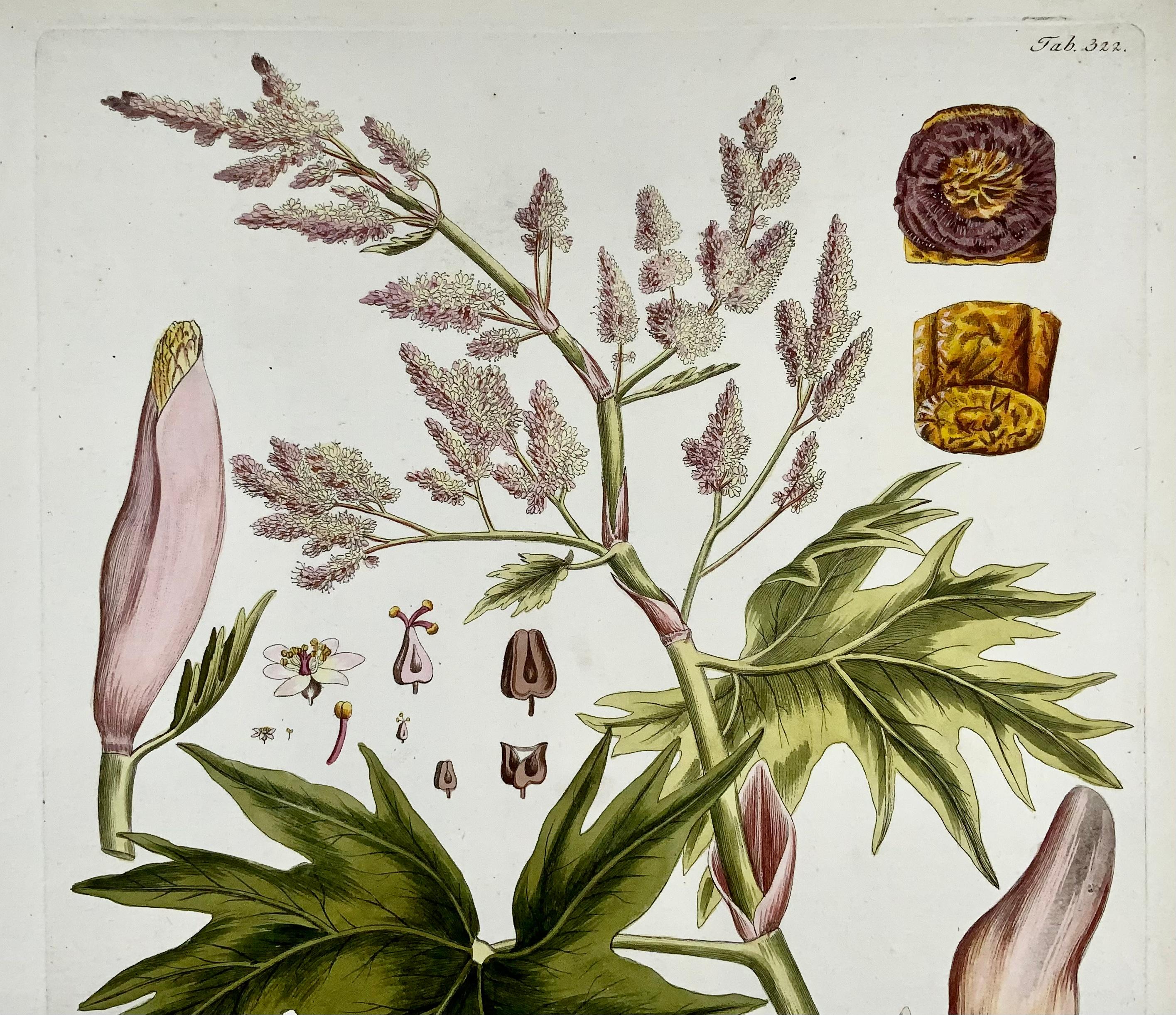 Georgian Joseph Jacob Plenck '1837-1807', Rhubarb, Herb, Large Folio Hand Colored