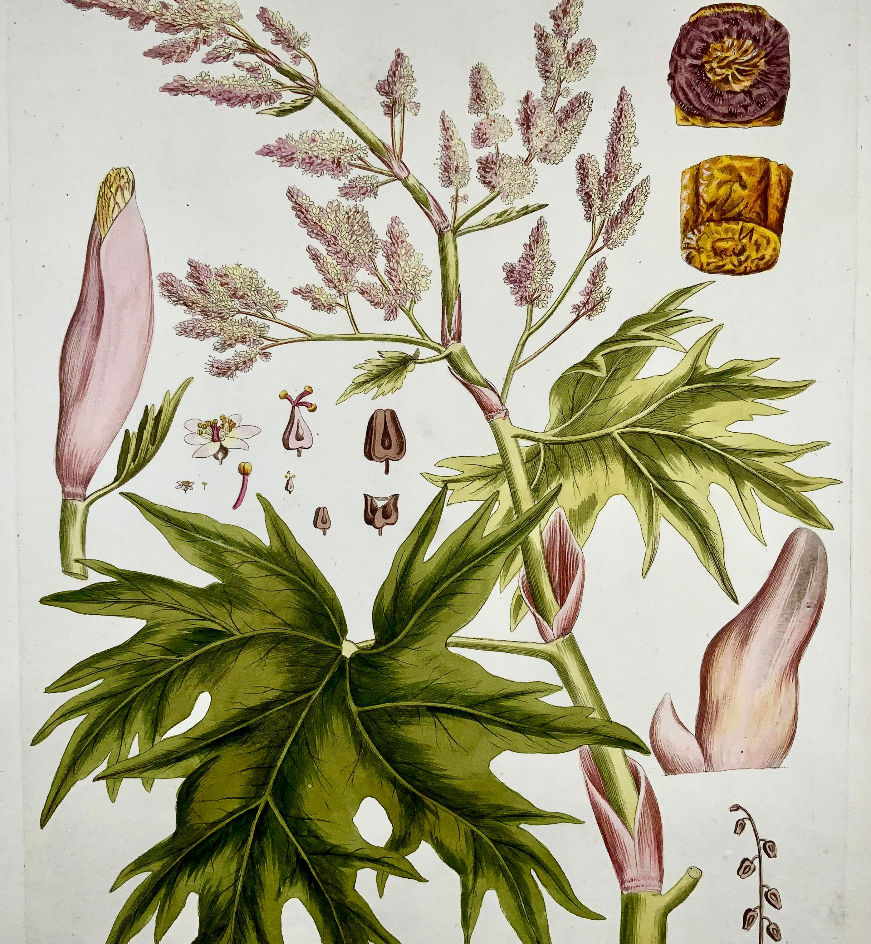 German Joseph Jacob Plenck '1837-1807', Rhubarb, Herb, Large Folio Hand Colored