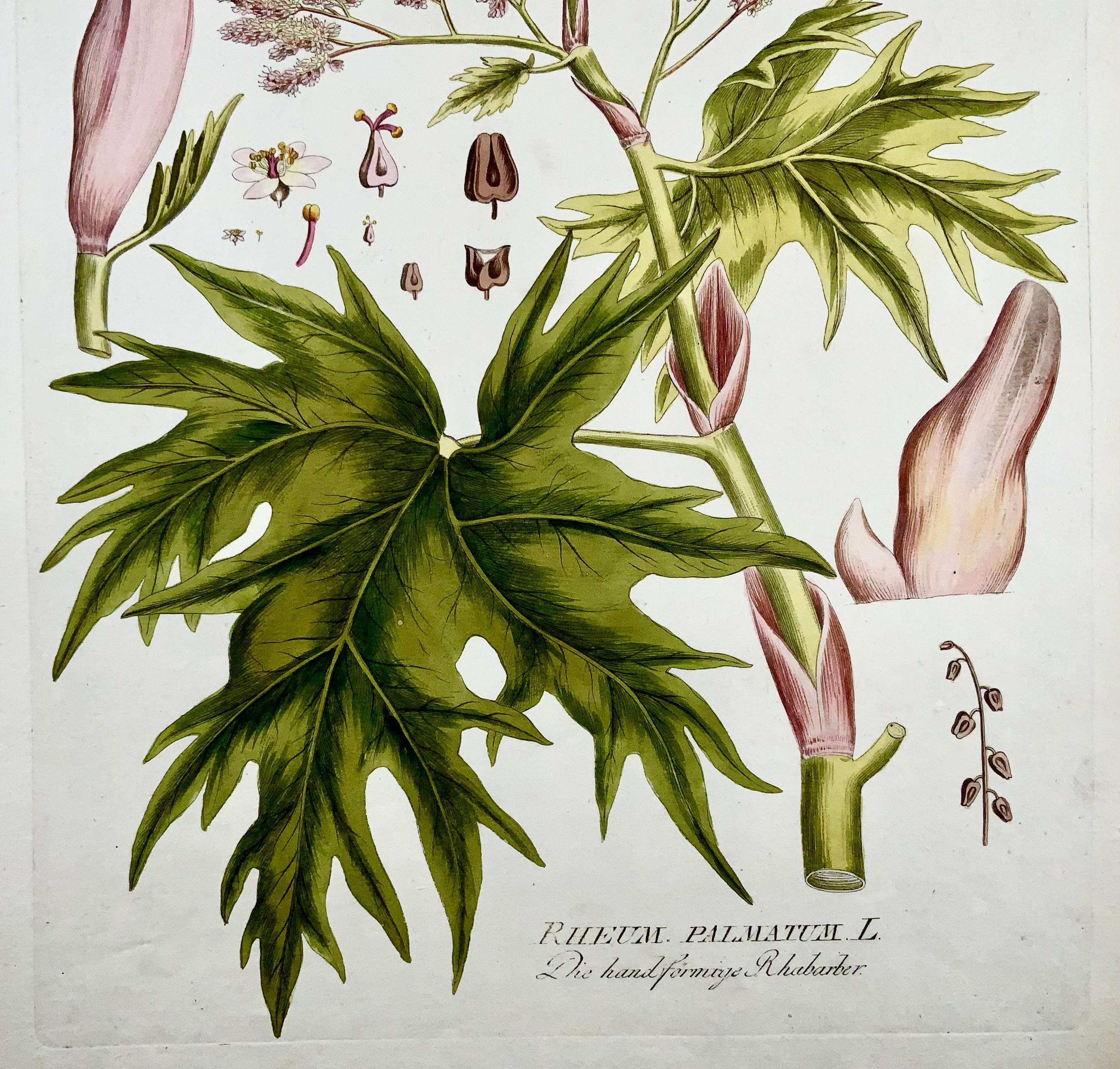 Hand-Painted Joseph Jacob Plenck '1837-1807', Rhubarb, Herb, Large Folio Hand Colored