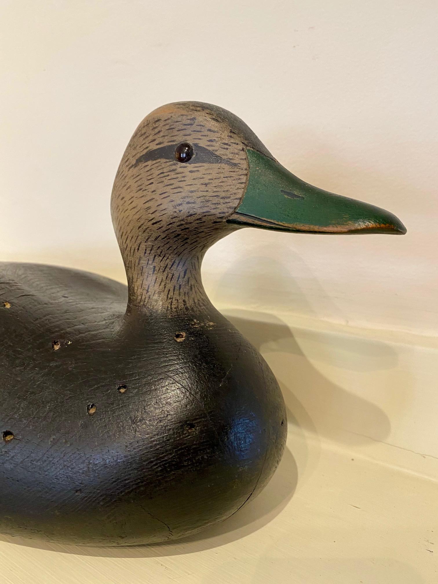 Joseph Lincoln black duck drake decoy, (Hingham, MA: 1859-1938), circa 1900, having a sleekly carved head with glass eyes, carved nares and mandible, on solid cedar body. Lincoln's simple yet accurate original painted surface remains strong with