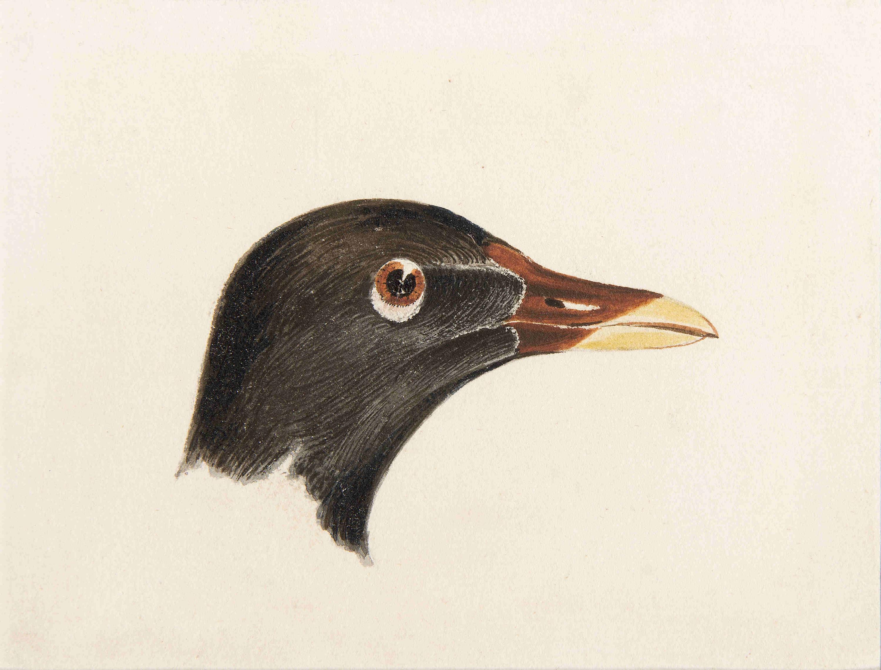 Study of the Head of a Moorhen - Painting by Joseph Mallord William Turner