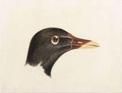 Study of the Head of a Moorhen