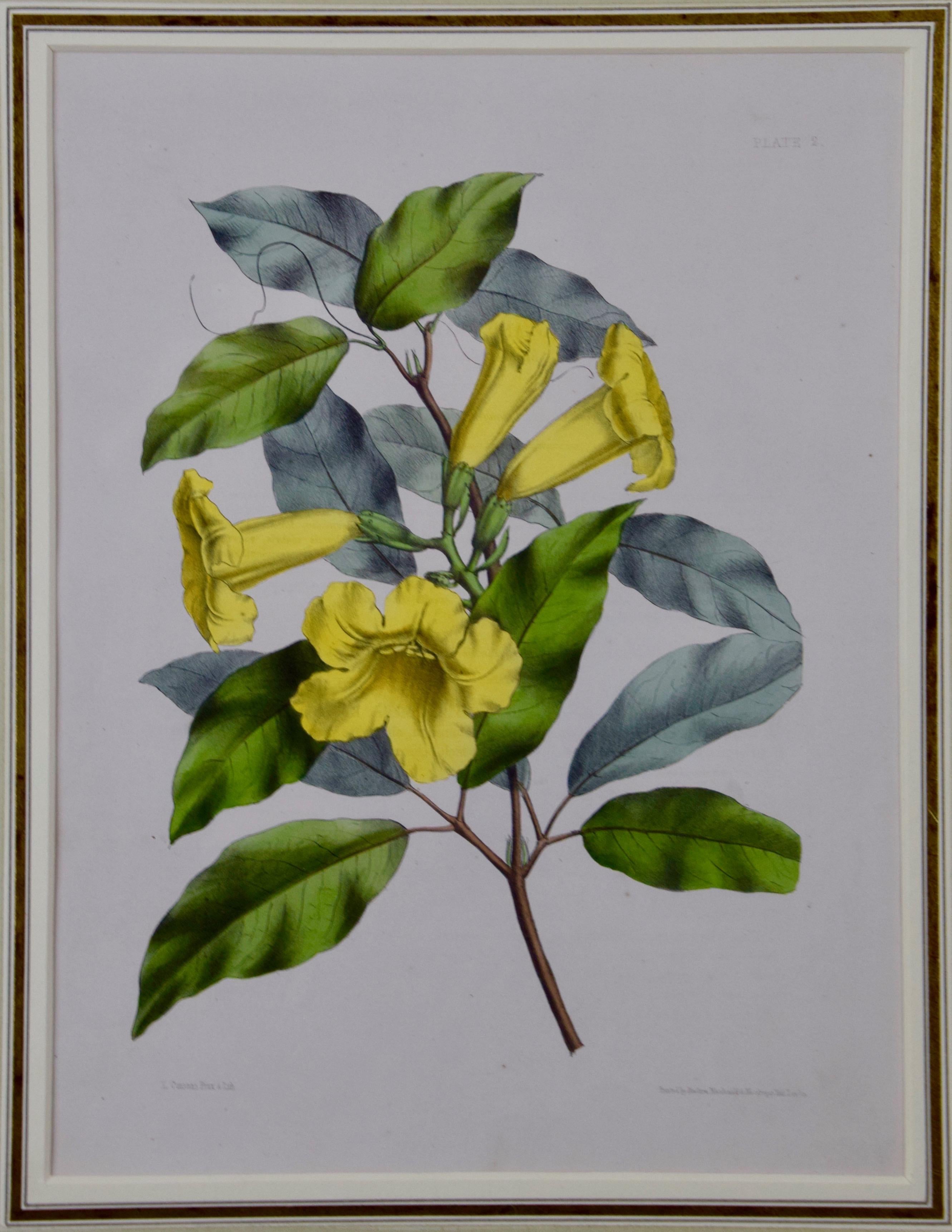 Hand-colored 1834 Joseph Paxton Botanical Engraving of Yellow Trumpet Flowers For Sale 1