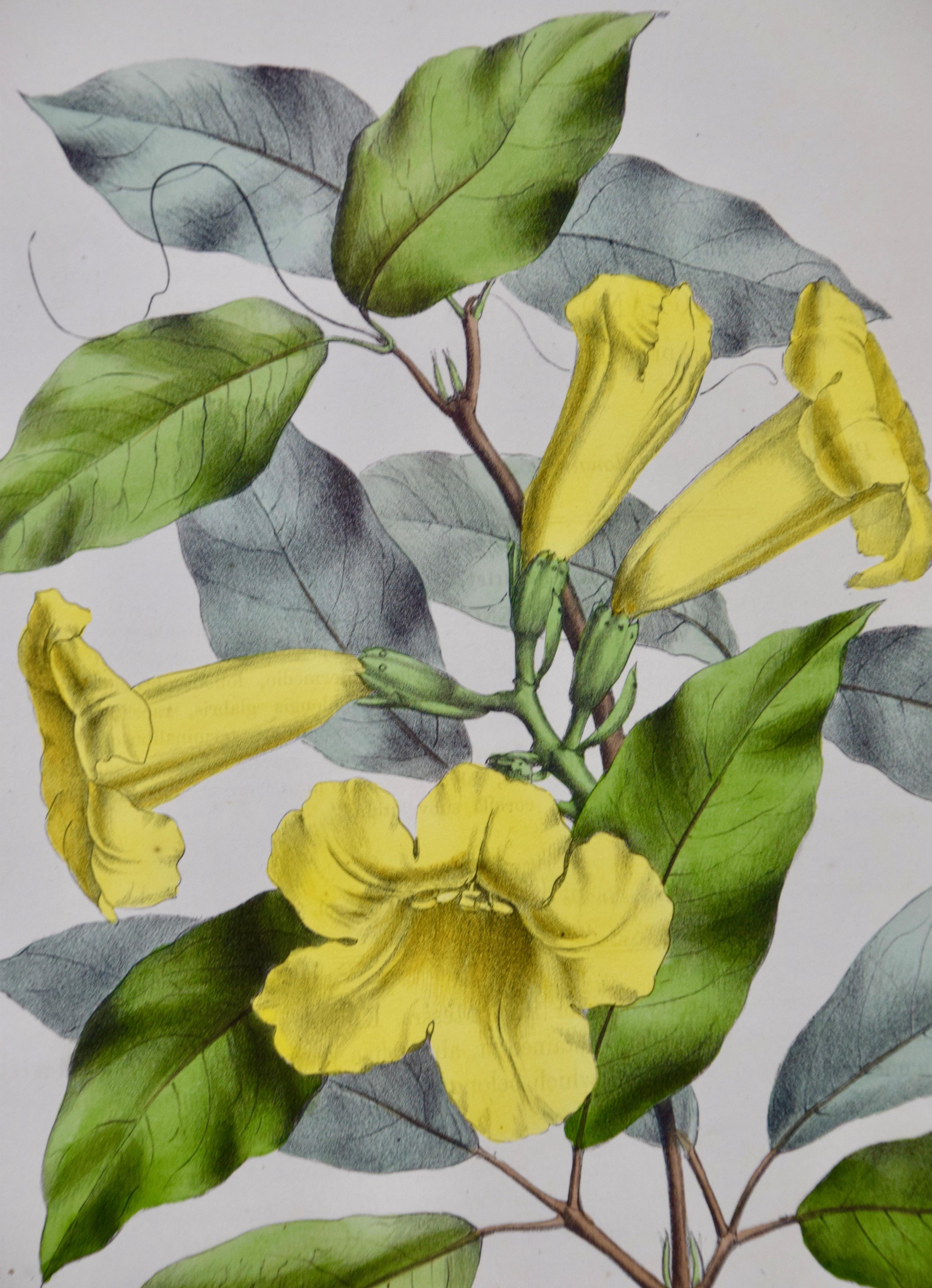 Hand-colored 1834 Joseph Paxton Botanical Engraving of Yellow Trumpet Flowers For Sale 2