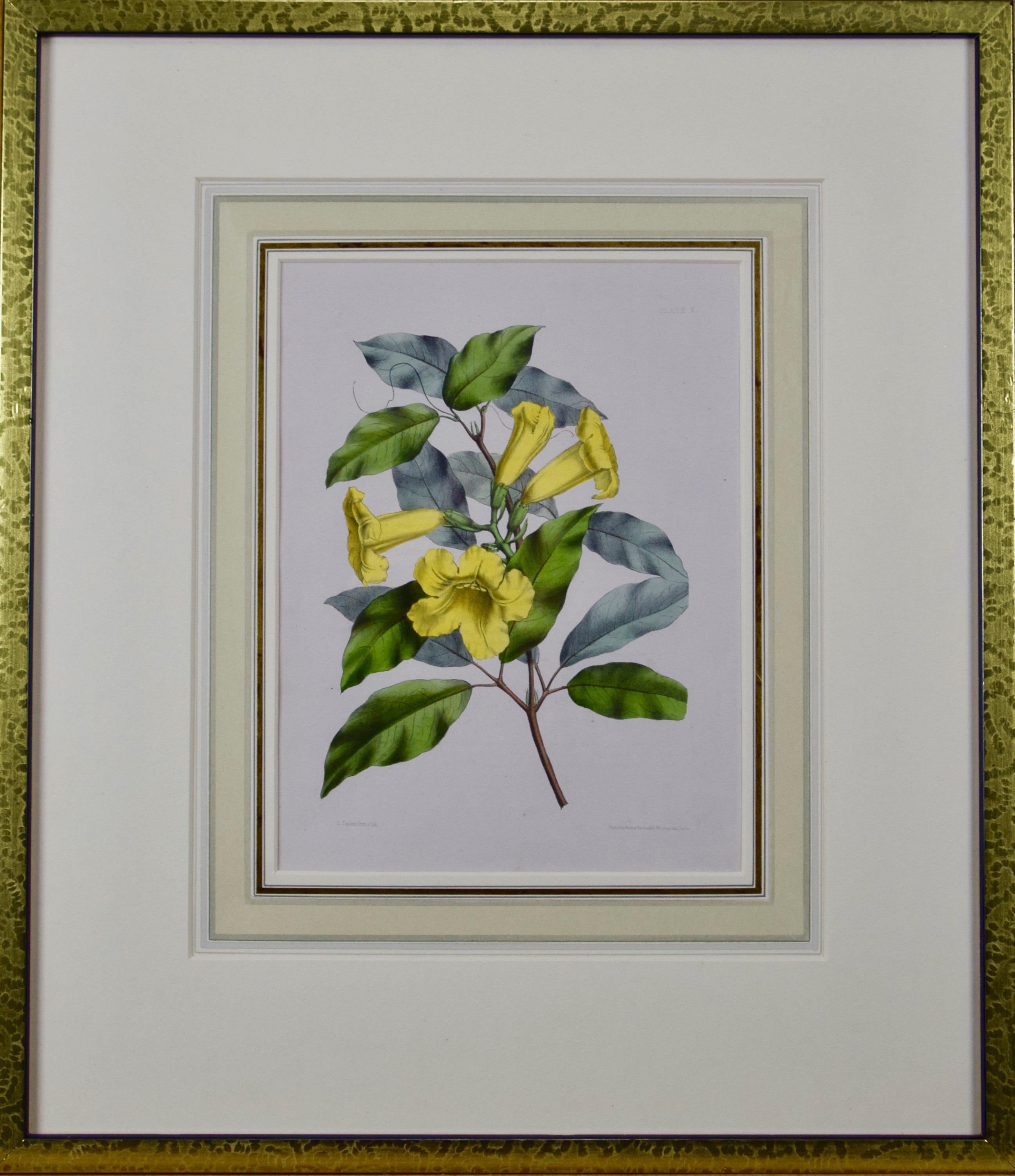 Hand-colored 1834 Joseph Paxton Botanical Engraving of Yellow Trumpet Flowers