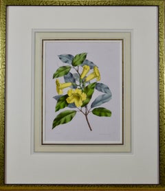 Antique Hand-colored 1834 Joseph Paxton Botanical Engraving of Yellow Trumpet Flowers