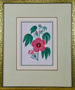 A Pair of 19th C. Hand Colored Botanical Engravings of Flowers by Joseph Paxton