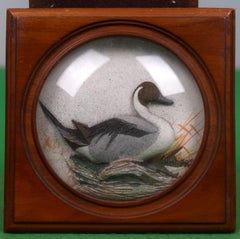 Abercrombie & Fitch Pintail Duck Hand-Painted by Joseph Q. Whipple Shadowbox