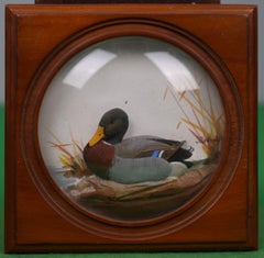 Abercrombie & Fitch Woodcock Mallard Hand-Painted by Joseph Q. Whipple Shadowbox