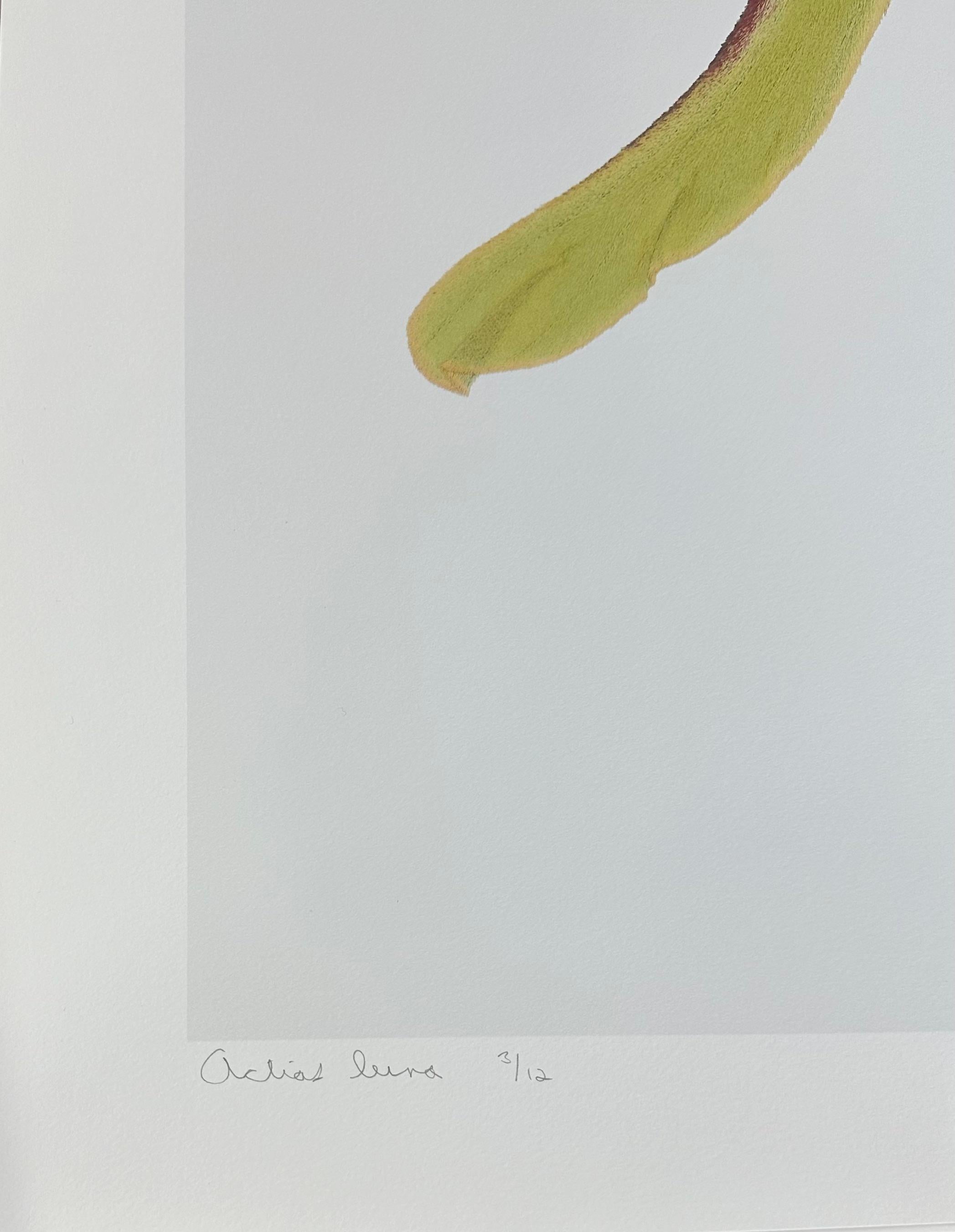 In this hyper-detailed archival pigment print on watercolor paper, a light green luna moth with brown circular markings on its wings and a fuzzy yellow abdomen is dramatic against a solid white background. 

Price shown is the unframed price. Please