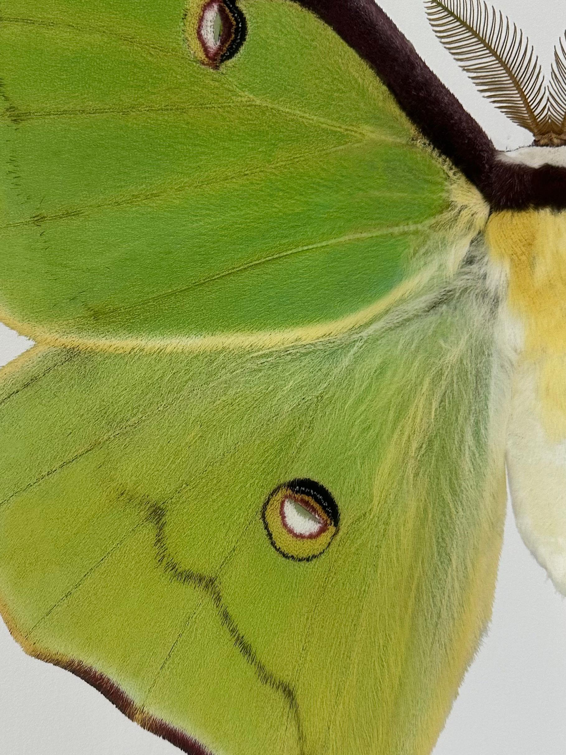 Actias Luna, Green, Yellow, Brown Moth Insect Nature Photograph For Sale 1
