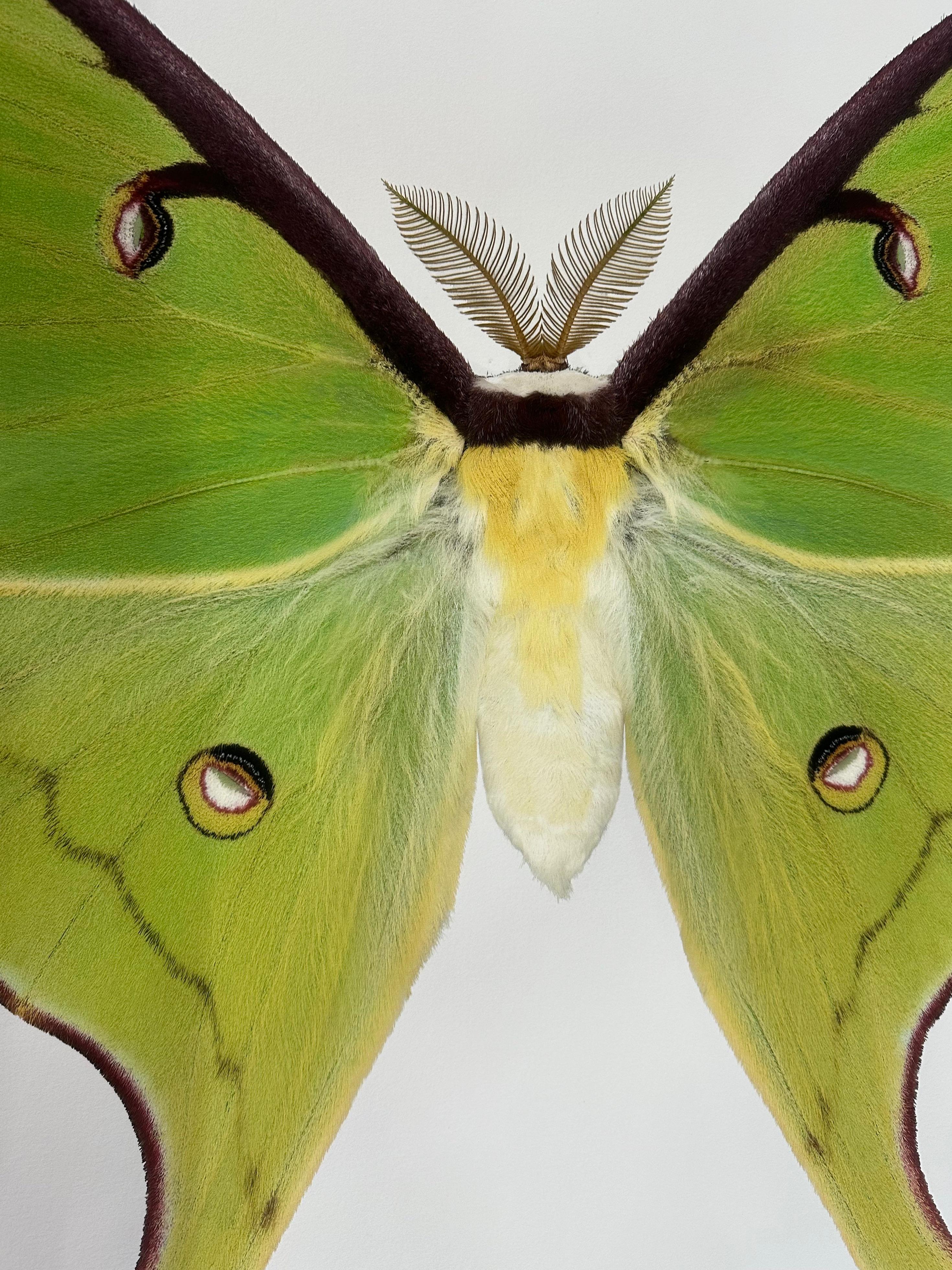Auf diesem sehr detaillierten Pigmentdruck auf Aquarellpapier ist ein hellgrüner Nachtfalter mit braunen, kreisförmigen Markierungen auf den Flügeln und einem flauschigen, gelben Hinterleib vor einem weißen Hintergrund zu sehen. 

Der angegebene