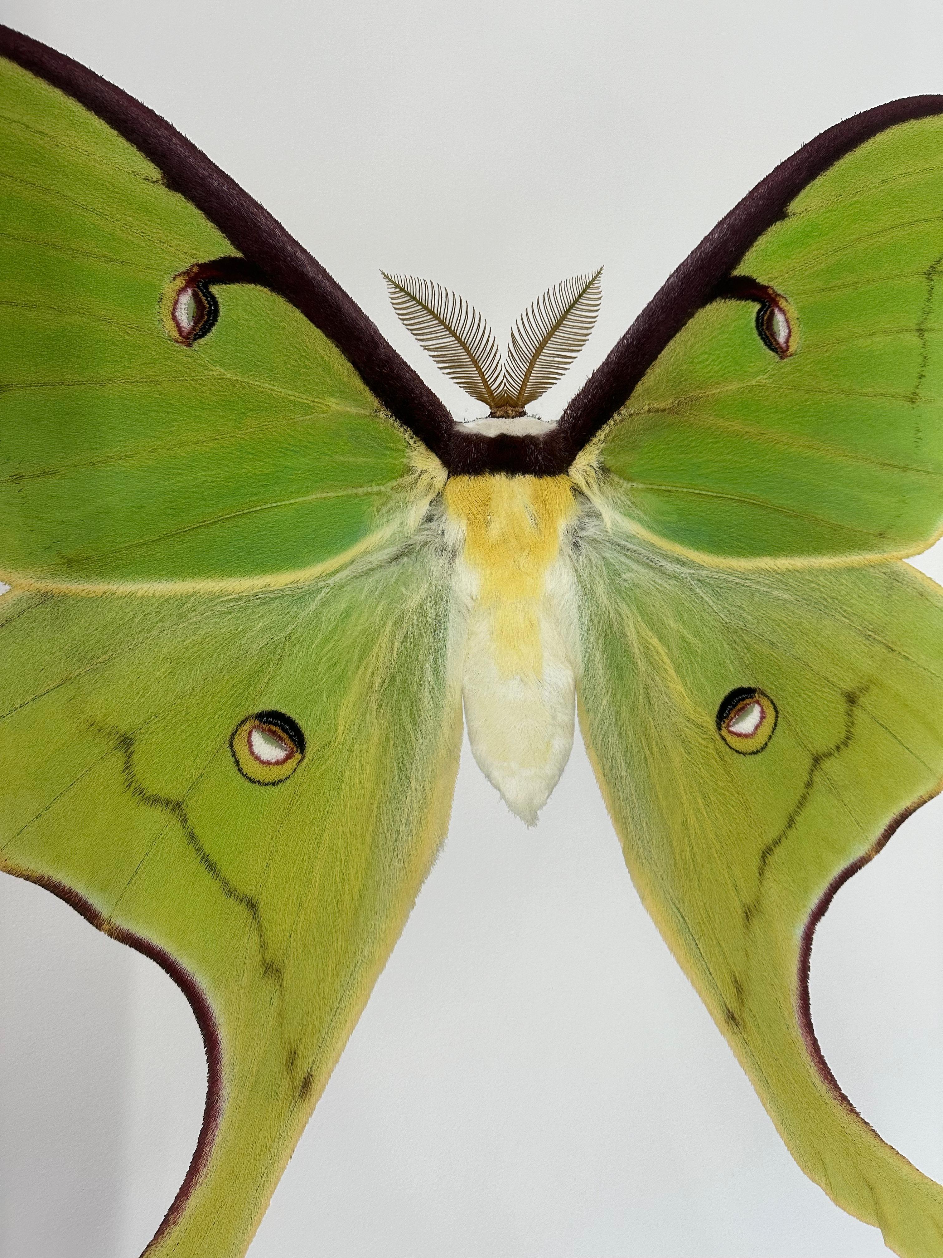Actias Luna, Green, Yellow, Brown Moth Insect Nature Photograph For Sale 3