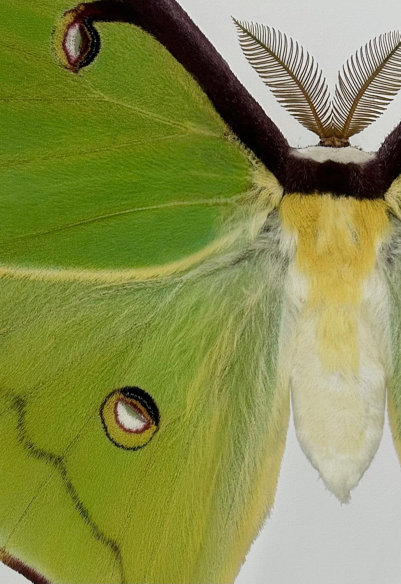 Actias Luna, vert, jaune, Brown Insecte papillon de nuit Photographie Nature en vente 4