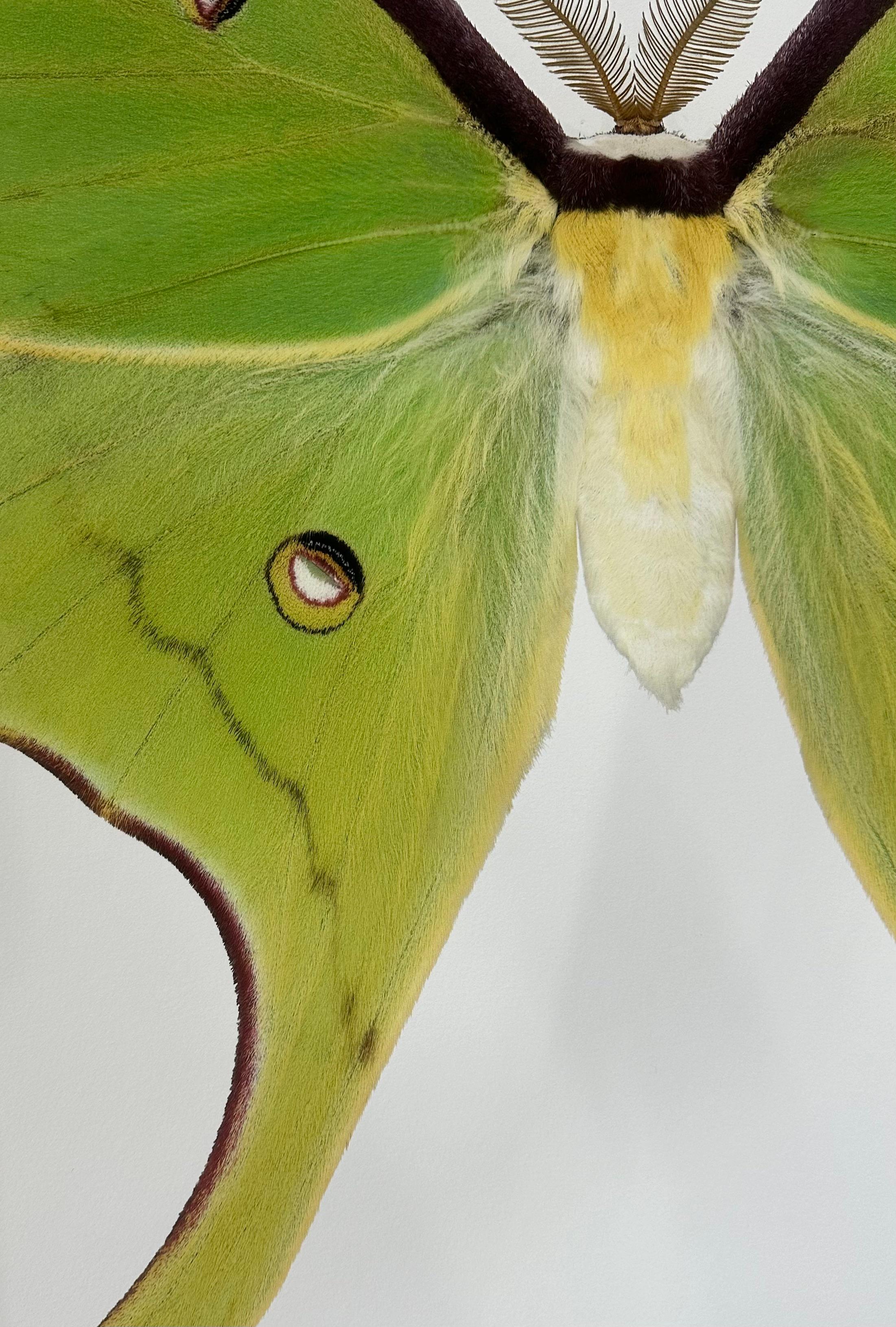 Actias Luna, vert, jaune, Brown Insecte papillon de nuit Photographie Nature en vente 5