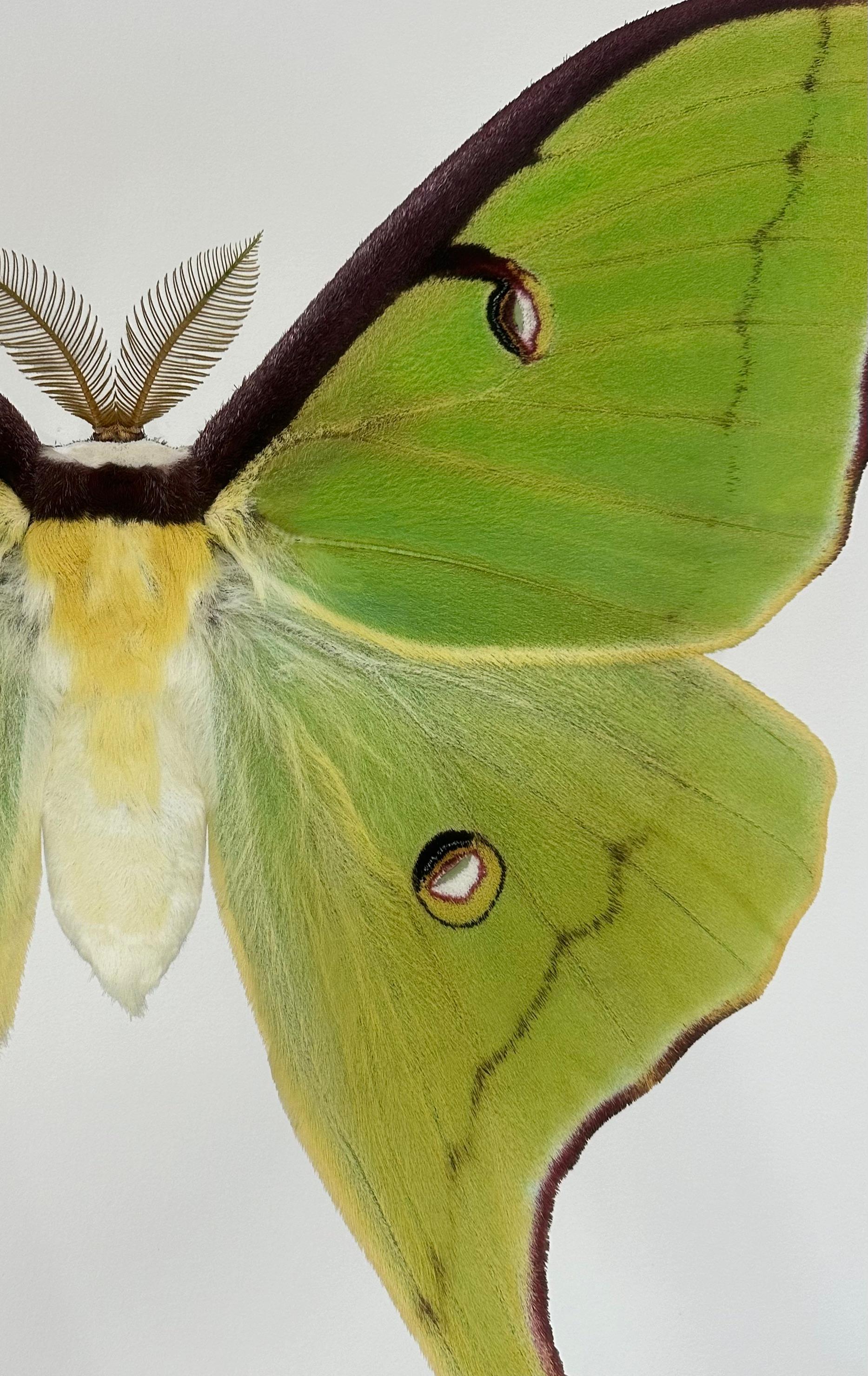 Actias Luna, vert, jaune, Brown Insecte papillon de nuit Photographie Nature en vente 6