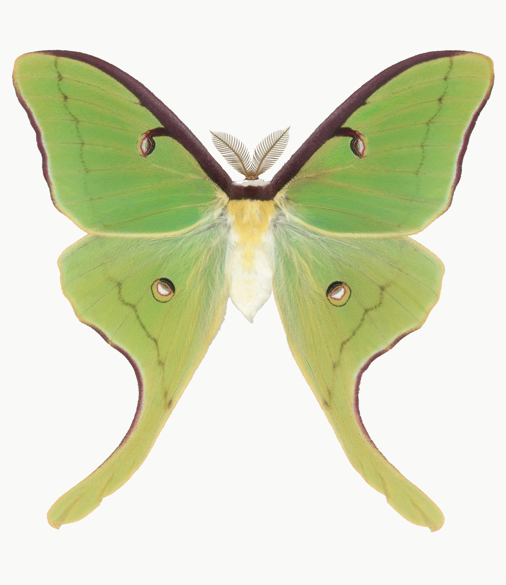 Joseph Scheer Color Photograph - Actias Luna, Green, Yellow, Brown Moth Insect Nature Photograph