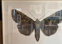 Anapplectoides Virens, fotografia naturalistica di falena marrone e verde oliva su bianco