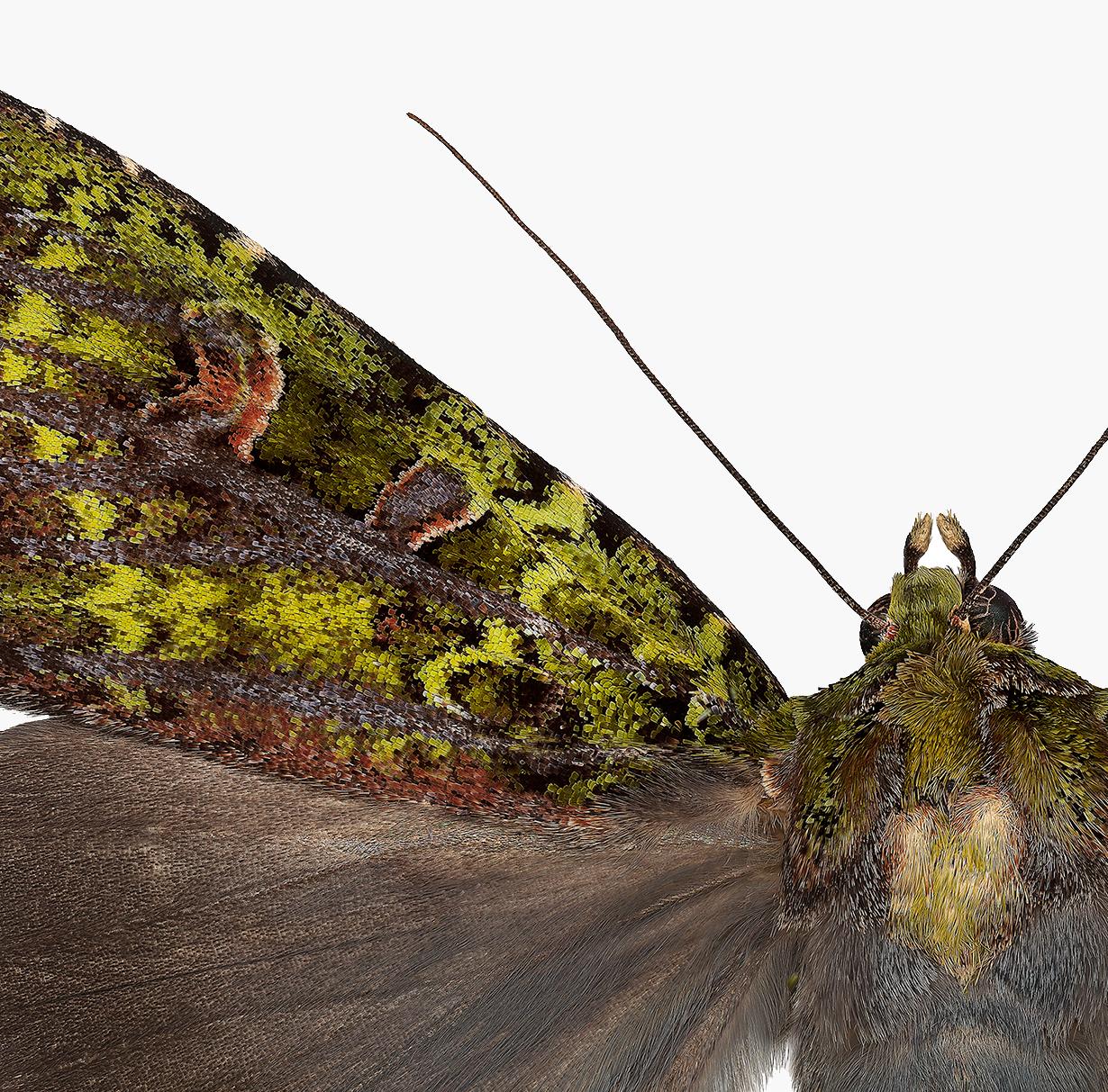 In this hyper-detailed archival pigment print on watercolor paper, a brown moth with a luminous, golden shade of olive green markings on its upper wings is dramatic against a solid white background. 

Price shown is the unframed price. Please