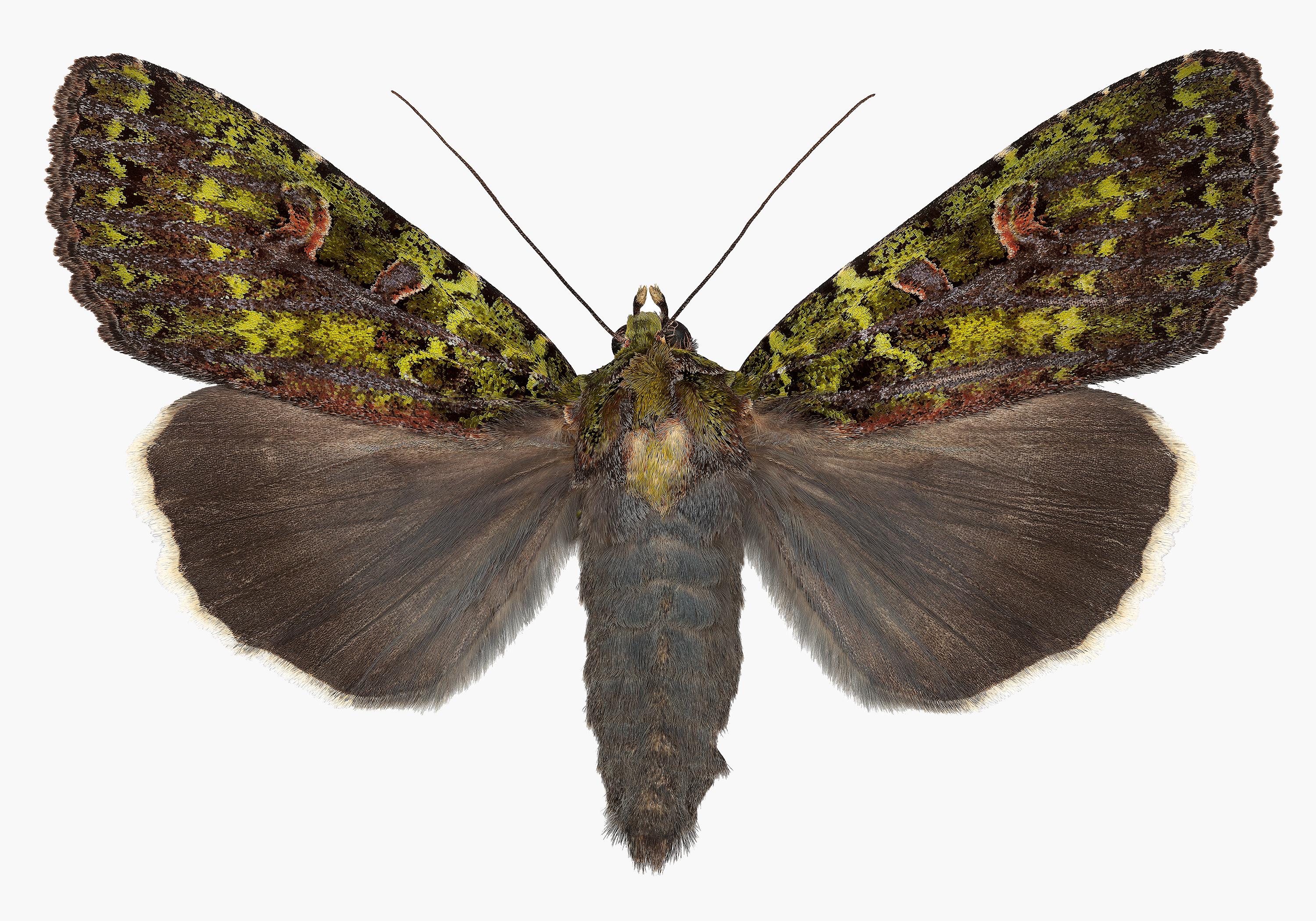 Joseph Scheer Color Photograph - Anapplectoides Virens, Nature Photograph of Brown, Olive Green Moth on White