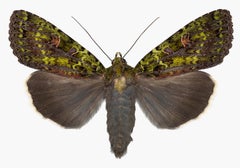 Anapplectoides Virens, Nature Photograph of Brown, Olive Green Moth on White