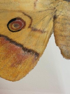 Antheraea Yamamai - Contemporary Archival Pigment Print Goldgelbe braune Motte