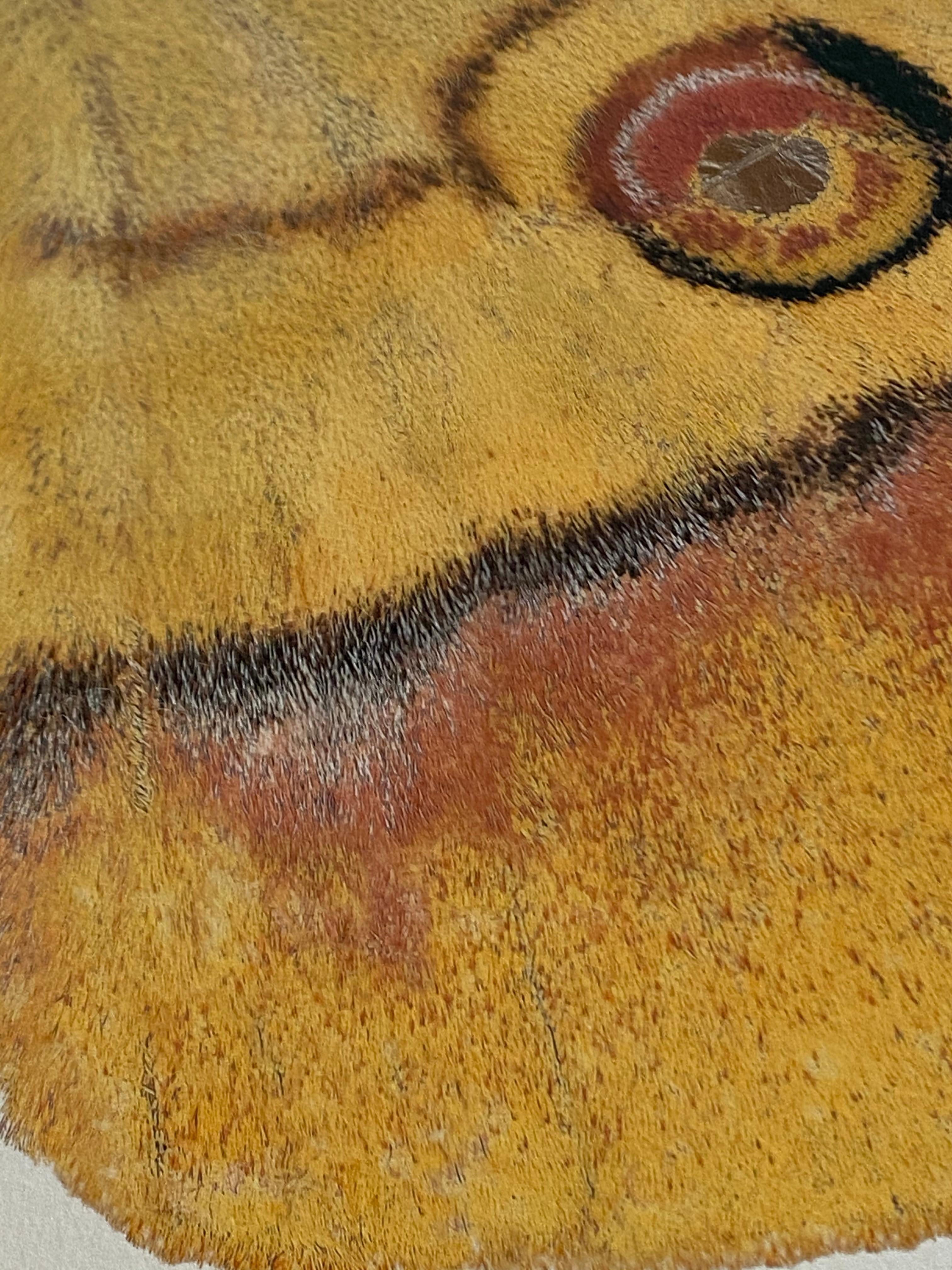 In diesem zeitgenössischen, sehr detaillierten Pigmentdruck auf Aquarellpapier hebt sich ein gelber Falter mit hellbraunen und rötlichen Korallenflecken dramatisch von einem sauberen, weißen Hintergrund ab. 

Der angegebene Preis bezieht sich auf