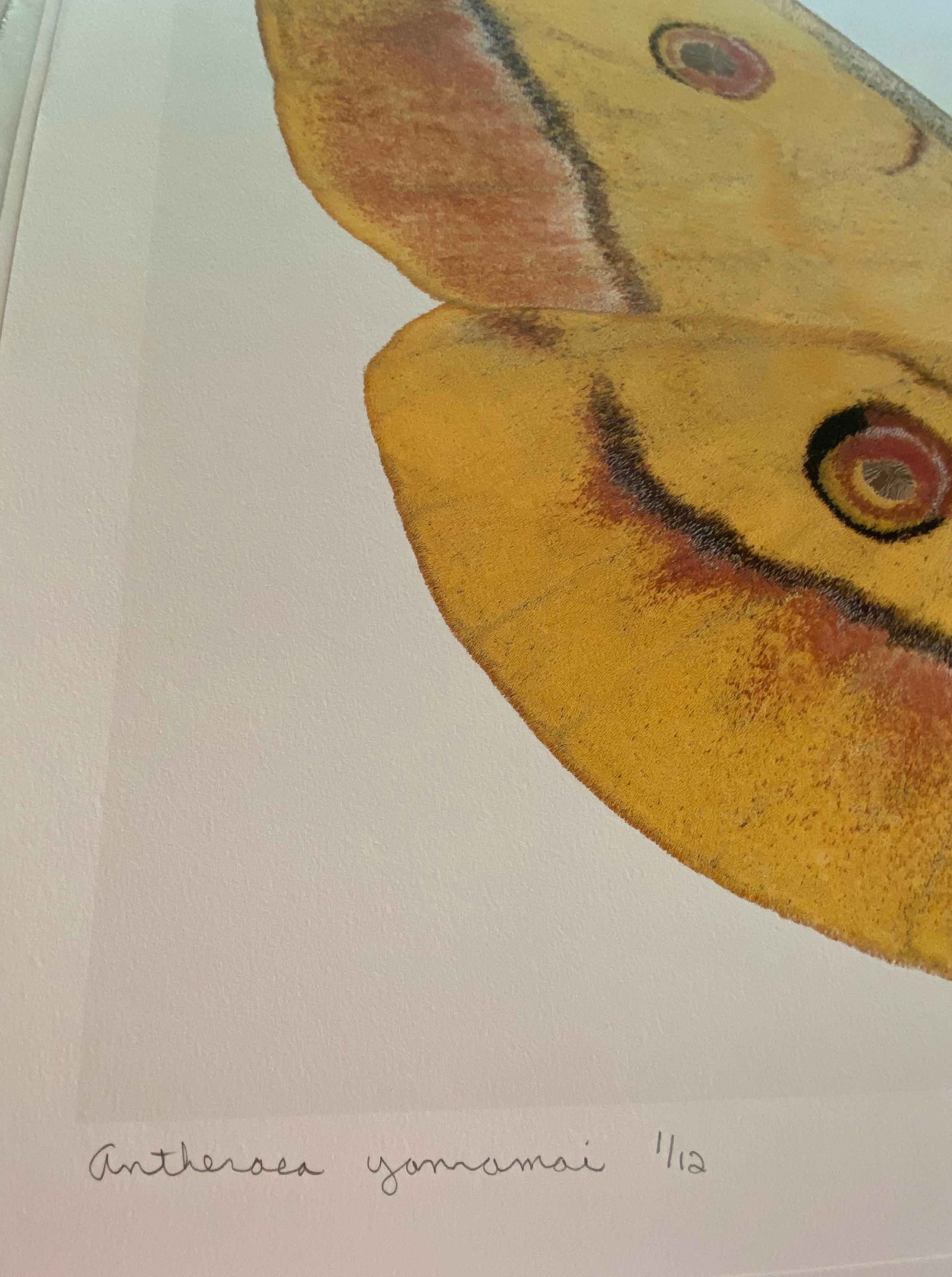 Antheraea Yamamai - Contemporary Archival Pigment Print Goldgelbe braune Motte im Angebot 1