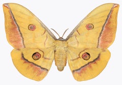 Antheraea Yamamai - Contemporary Archival Pigment Print Goldgelbe braune Motte