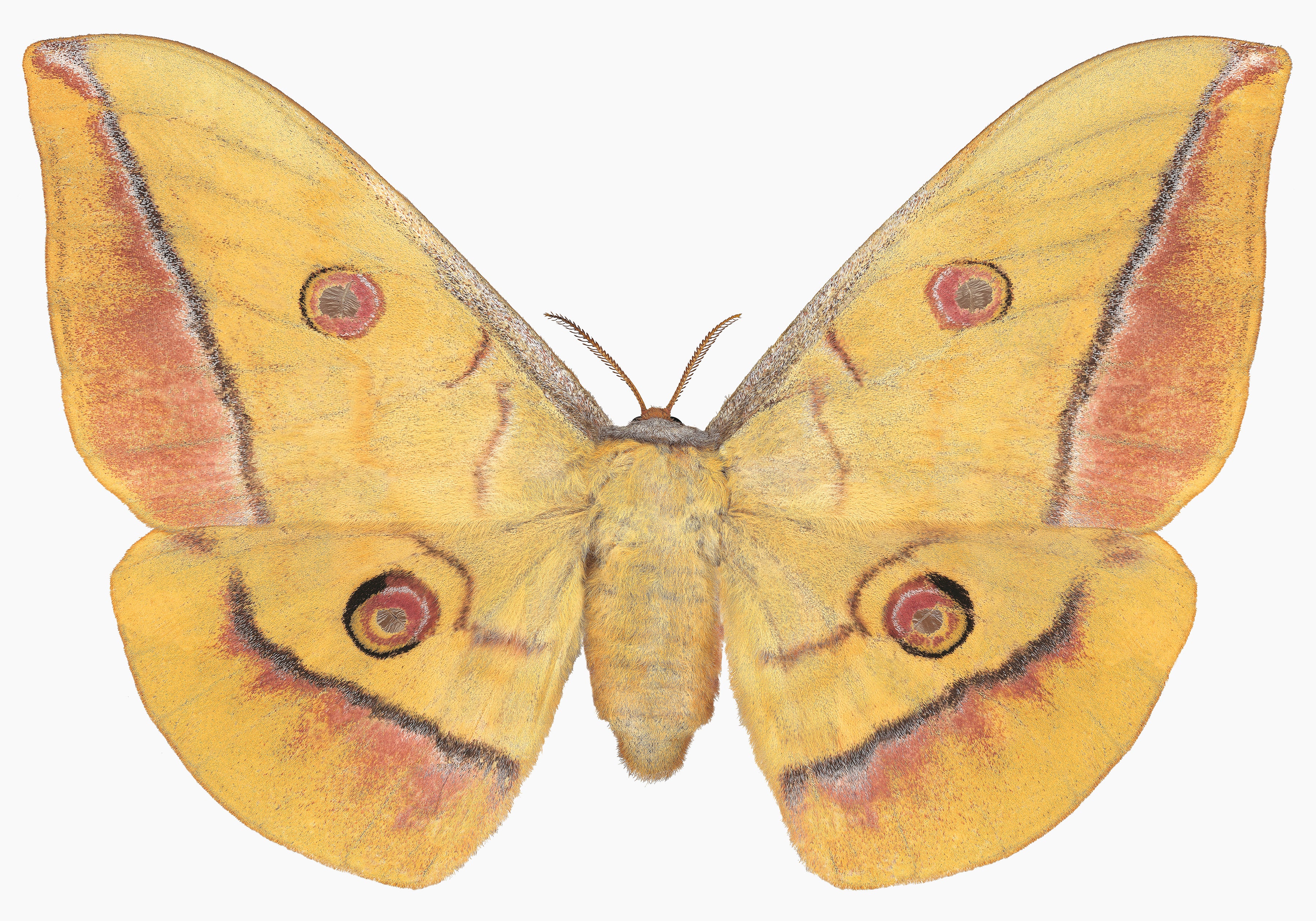 Antheraea Yamamai - Golden Yellow Brown Moth Insect Photograph, 2019