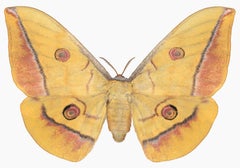 Antheraea Yamamai – Fotografie eines goldgelb-braunen Falters, 2019