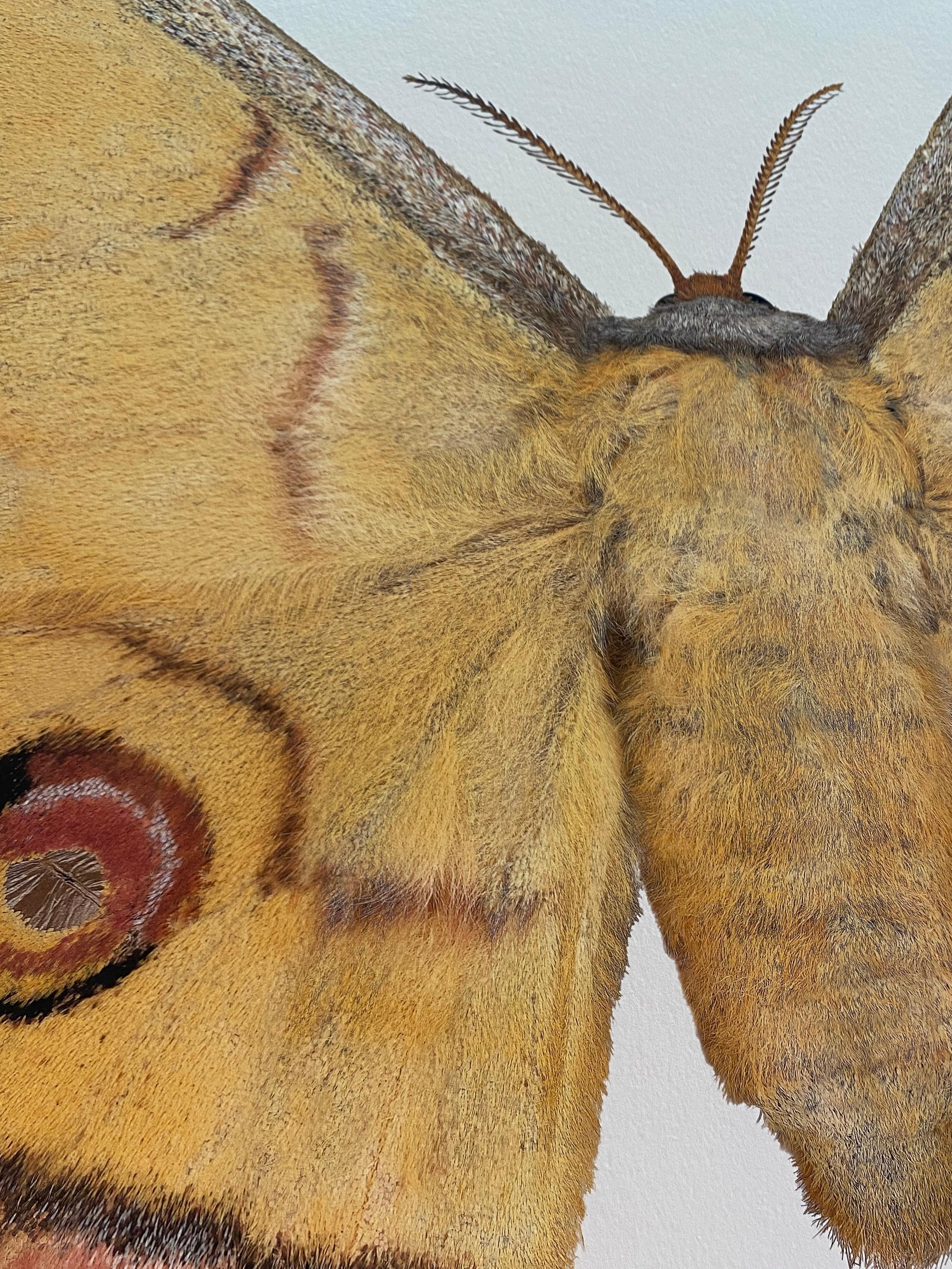 Antheraea Yamamai, Insecte, Golden Amber Yellow Brown Moth, White, Wings, Nature - Contemporain Photograph par Joseph Scheer