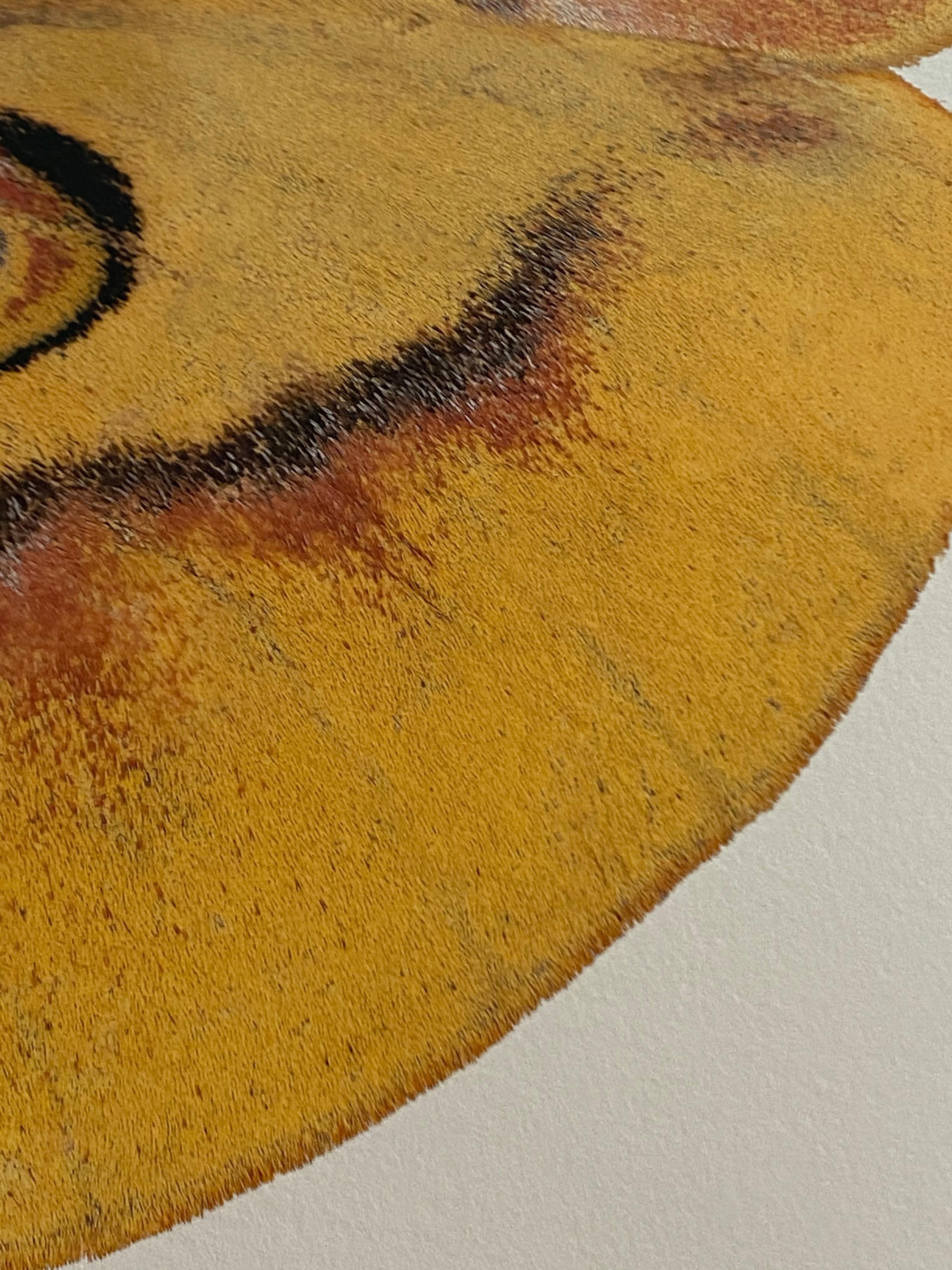 In this hyper-detailed archival pigment print on watercolor paper, a yellow moth with light brown and reddish coral markings is dramatic against a clean, solid white background. 

Price shown is the unframed price. Please inquire with the gallery