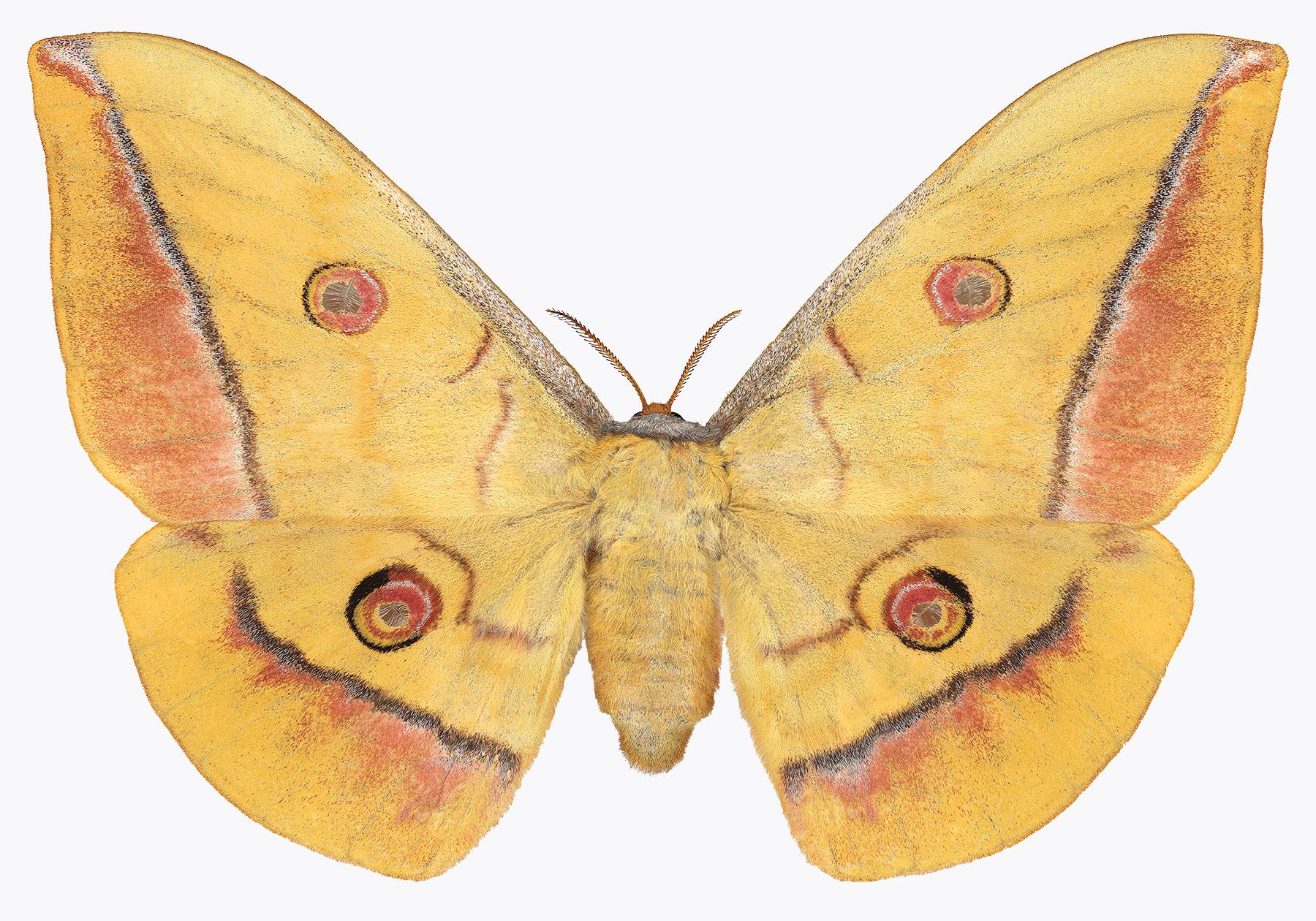 Joseph Scheer Color Photograph - Antheraea Yamamai, Insect, Golden Amber Yellow Brown Moth, White, Wings, Nature