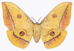 Antheraea Yamamai, Nature Photograph of Yellow, Coral, Brown Moth on White