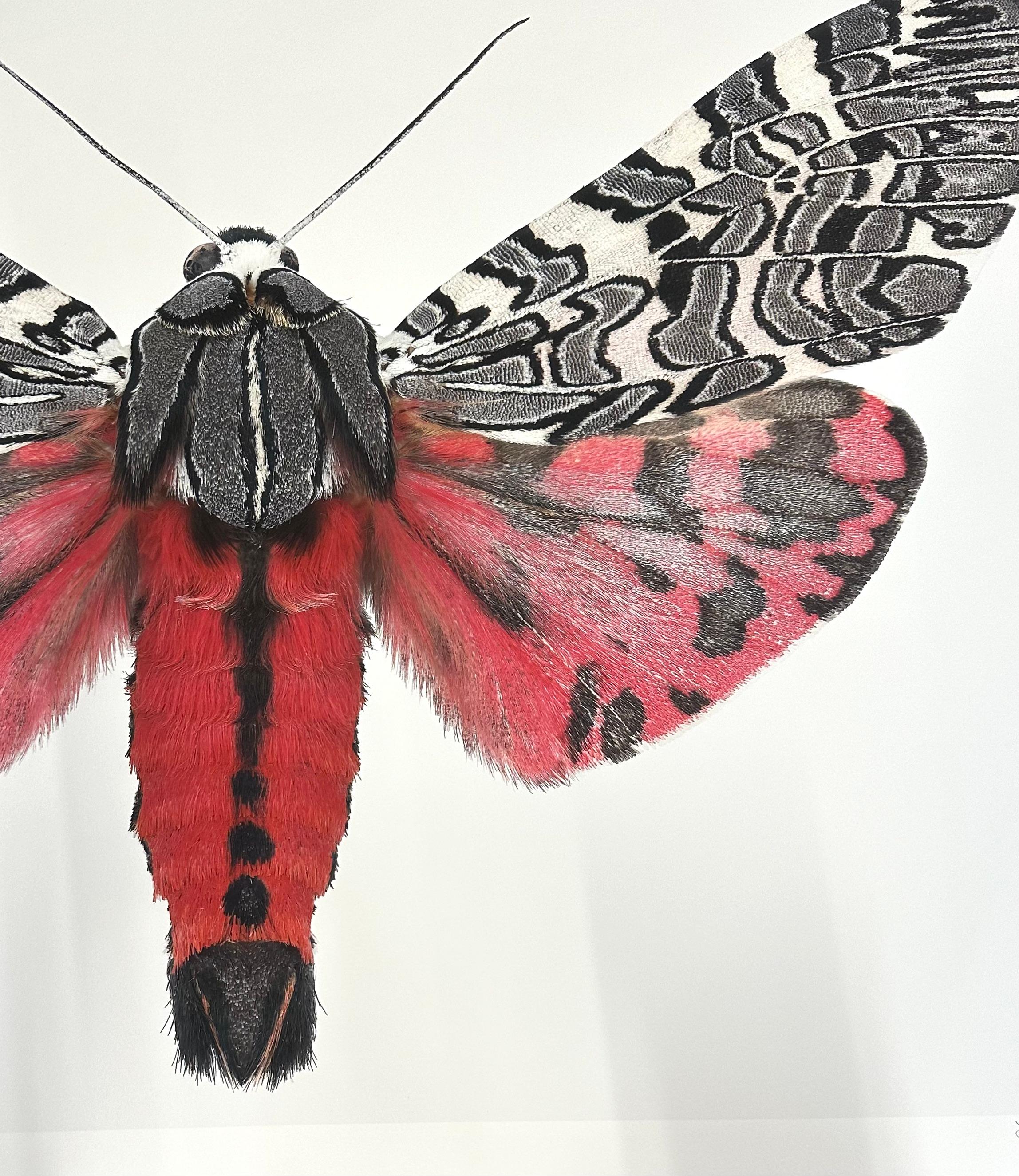 In this hyper-detailed archival pigment print on watercolor paper, a magenta pink moth with black circular markings down its abdomen and black, white and gray on its upper wings is dramatic against a solid white background. 

Price shown is the