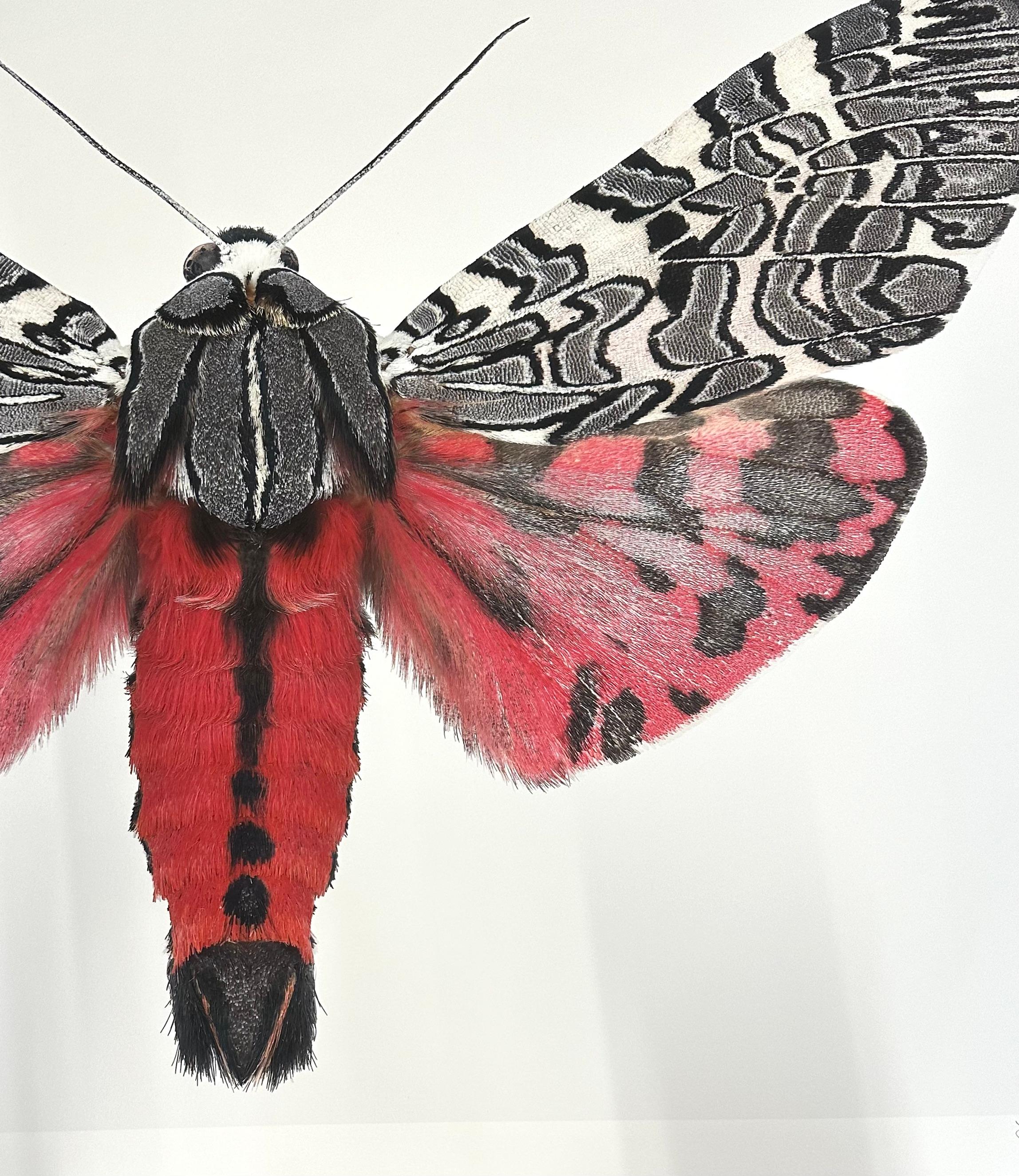 Arachnis Picta, rose magenta, noir, gris, blanc papillon de nuit Insecte Photographie Nature - Rose Color Photograph par Joseph Scheer