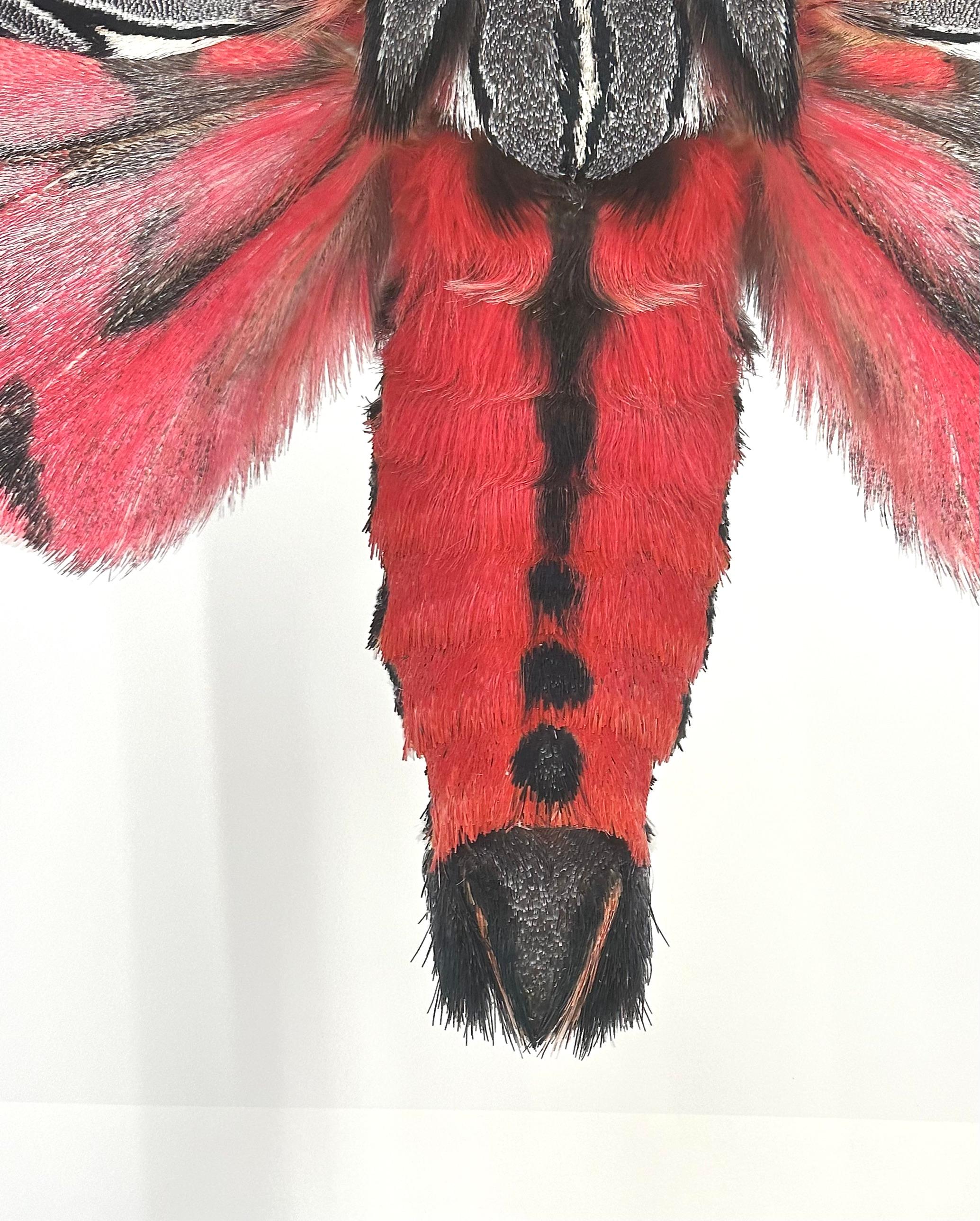 Arachnis Picta, rose magenta, noir, gris, blanc papillon de nuit Insecte Photographie Nature en vente 1