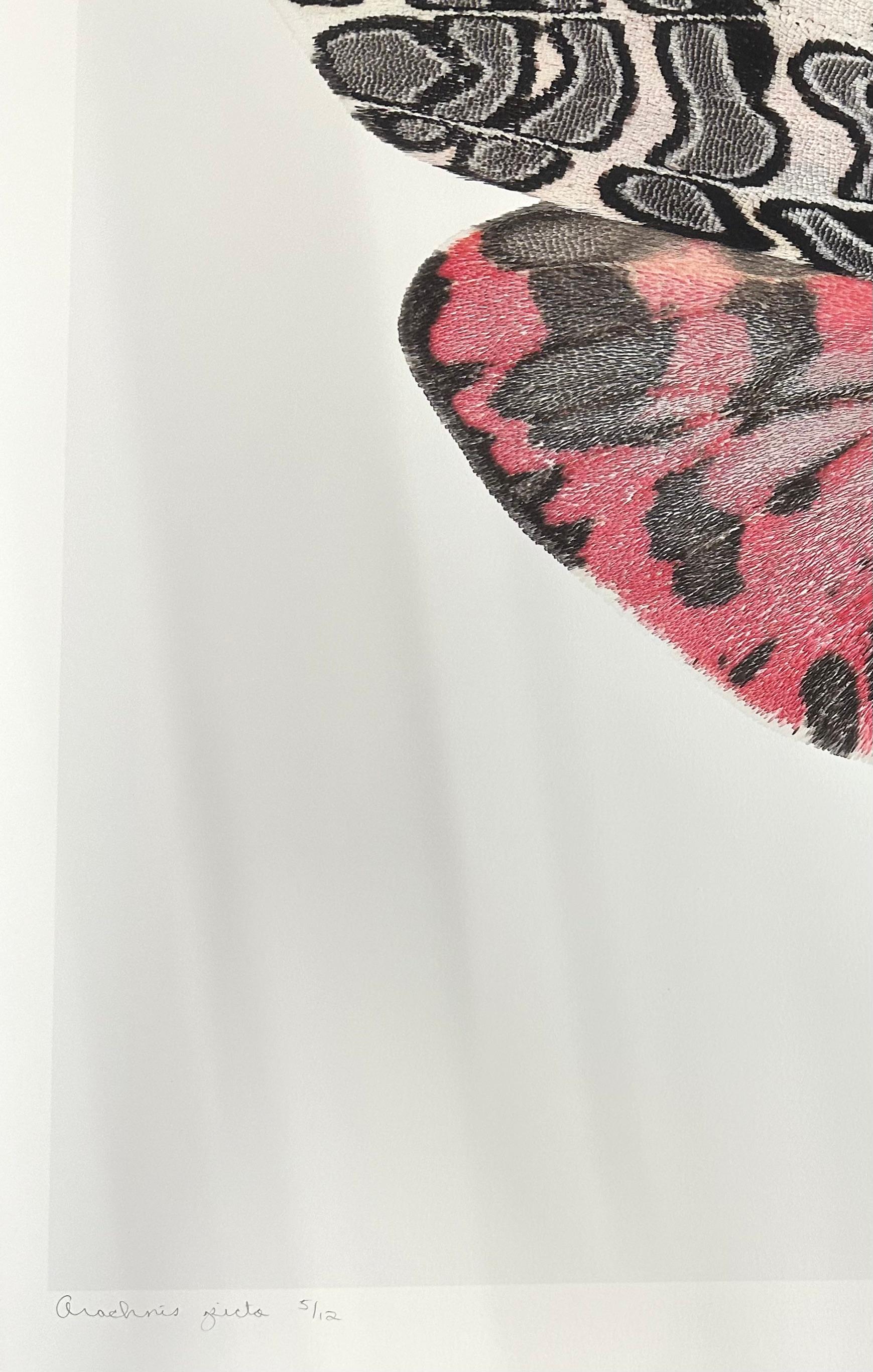 Arachnis Picta, rose magenta, noir, gris, blanc papillon de nuit Insecte Photographie Nature en vente 4