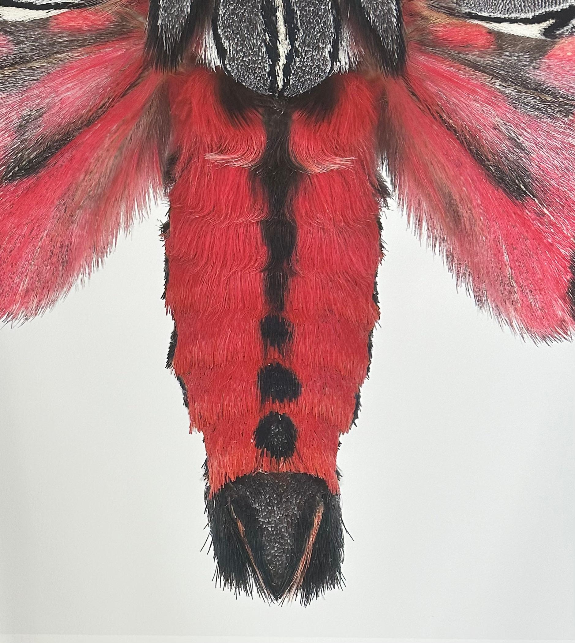 Arachnis Picta, rose magenta, noir, gris, blanc papillon de nuit Insecte Photographie Nature en vente 5