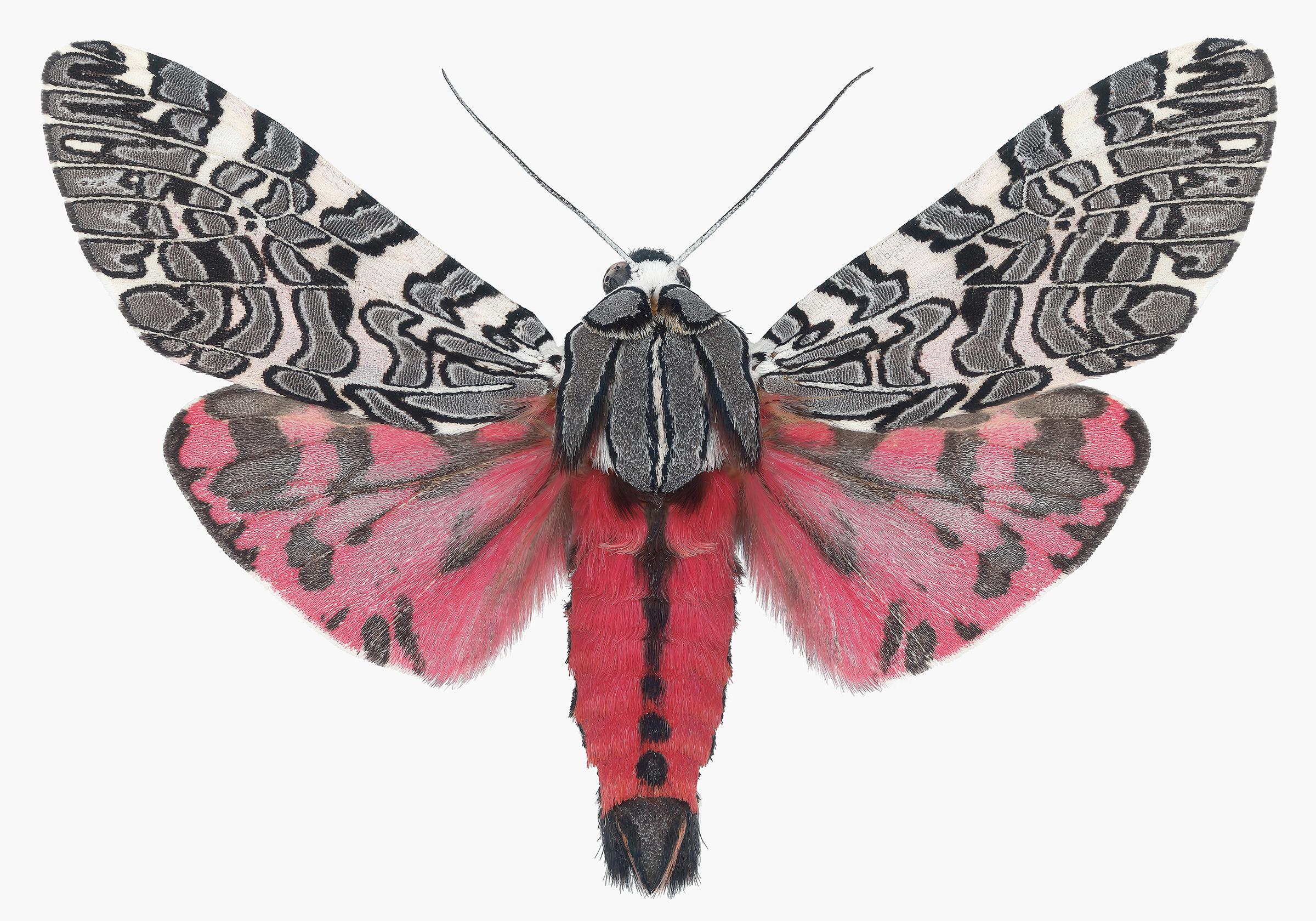 Joseph Scheer Color Photograph - Arachnis Picta, Magenta Pink, Black, Gray, White Moth Insect Nature Photograph