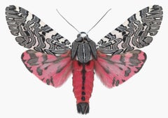 Arachnis Picta, Polilla Rosa Magenta, Negra, Gris y Blanca Fotografía de la Naturaleza