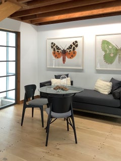 Arctia Caja Manchuria, Fotografía de Naturaleza, Polilla Naranja, Manchas, Fondo Blanco