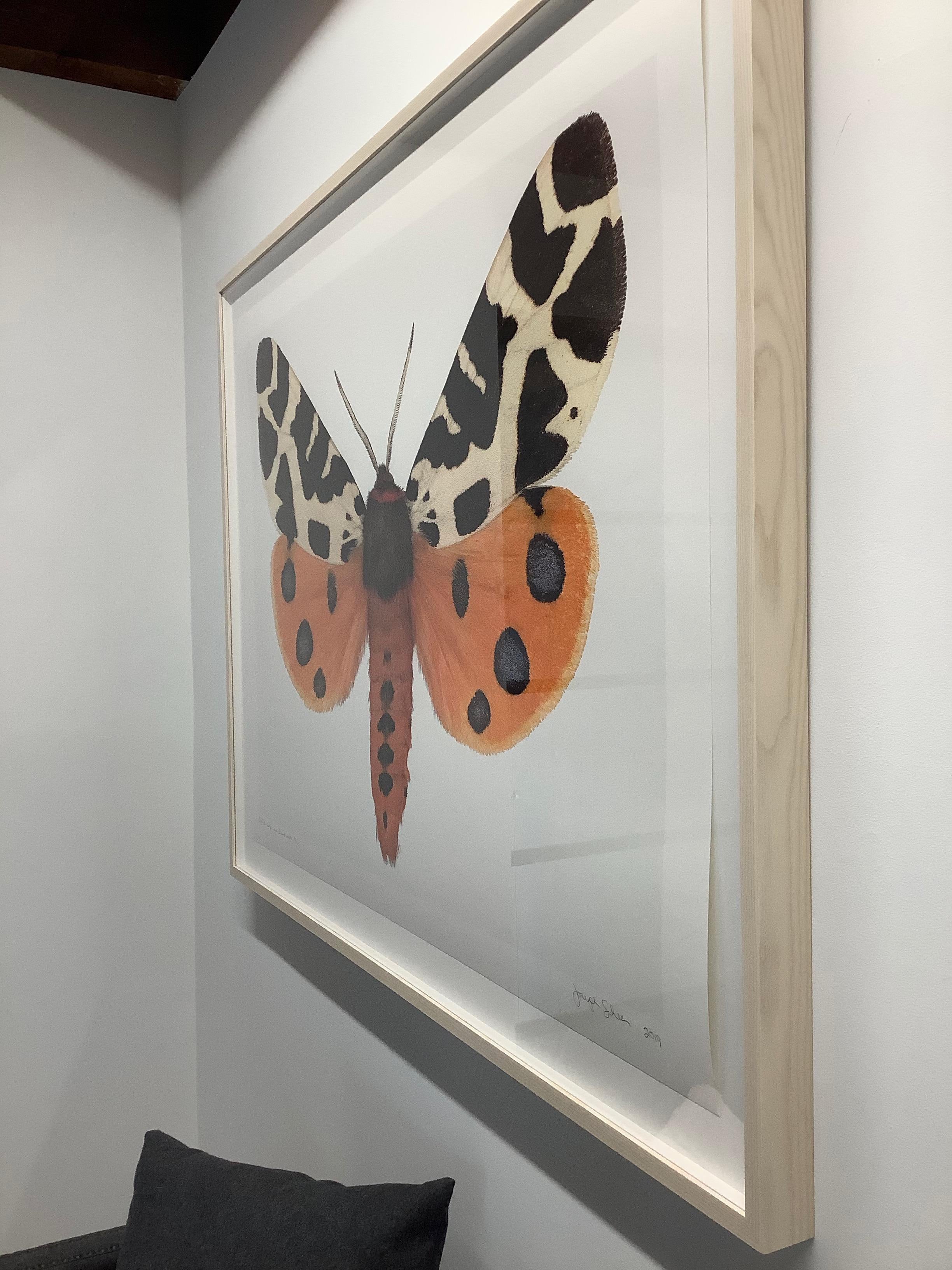 Arctia Caja Manchuria, Nature Photograph, Orange Moth, Spots, White Background For Sale 1